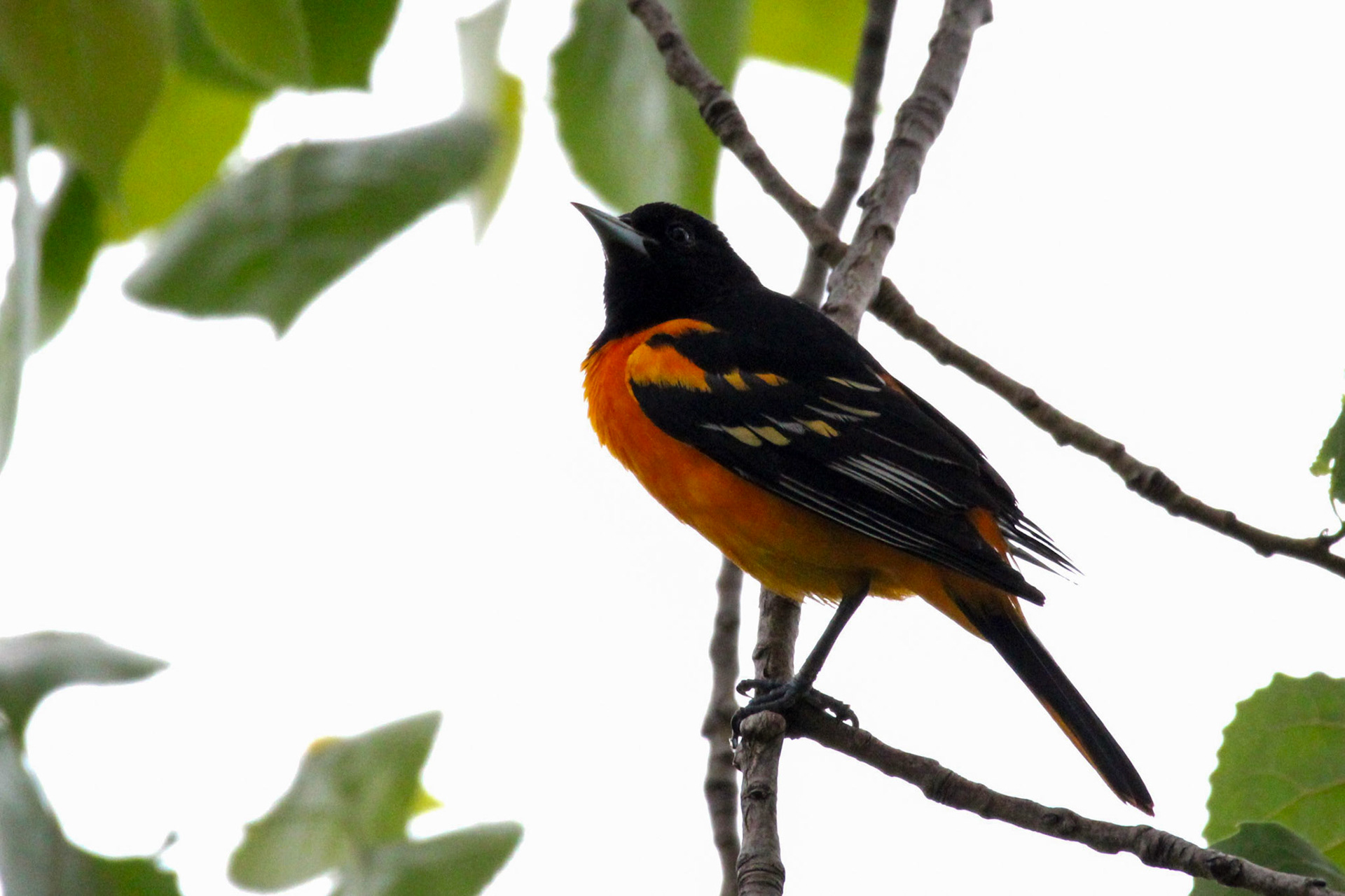 Baltimore Oriole
