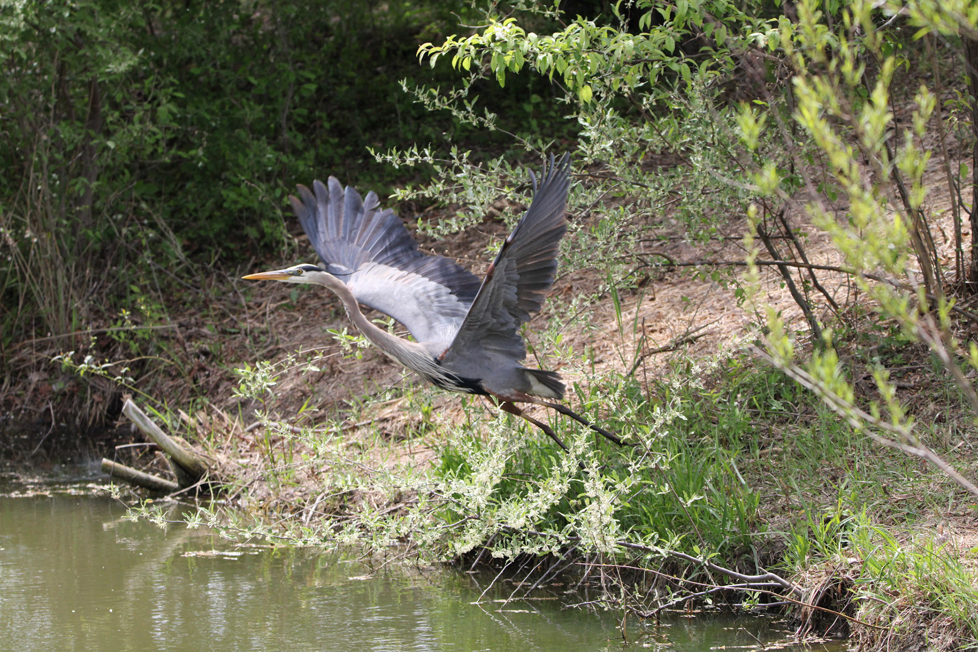 Great Blue Heron