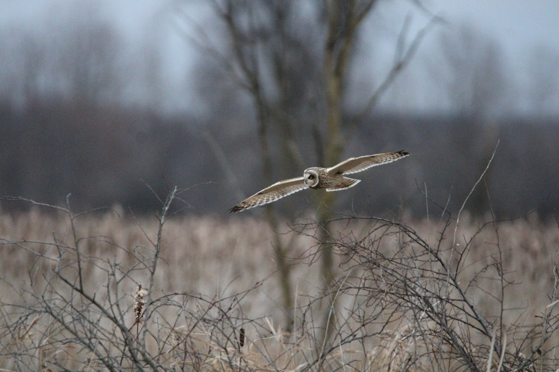 Short-eared Owl