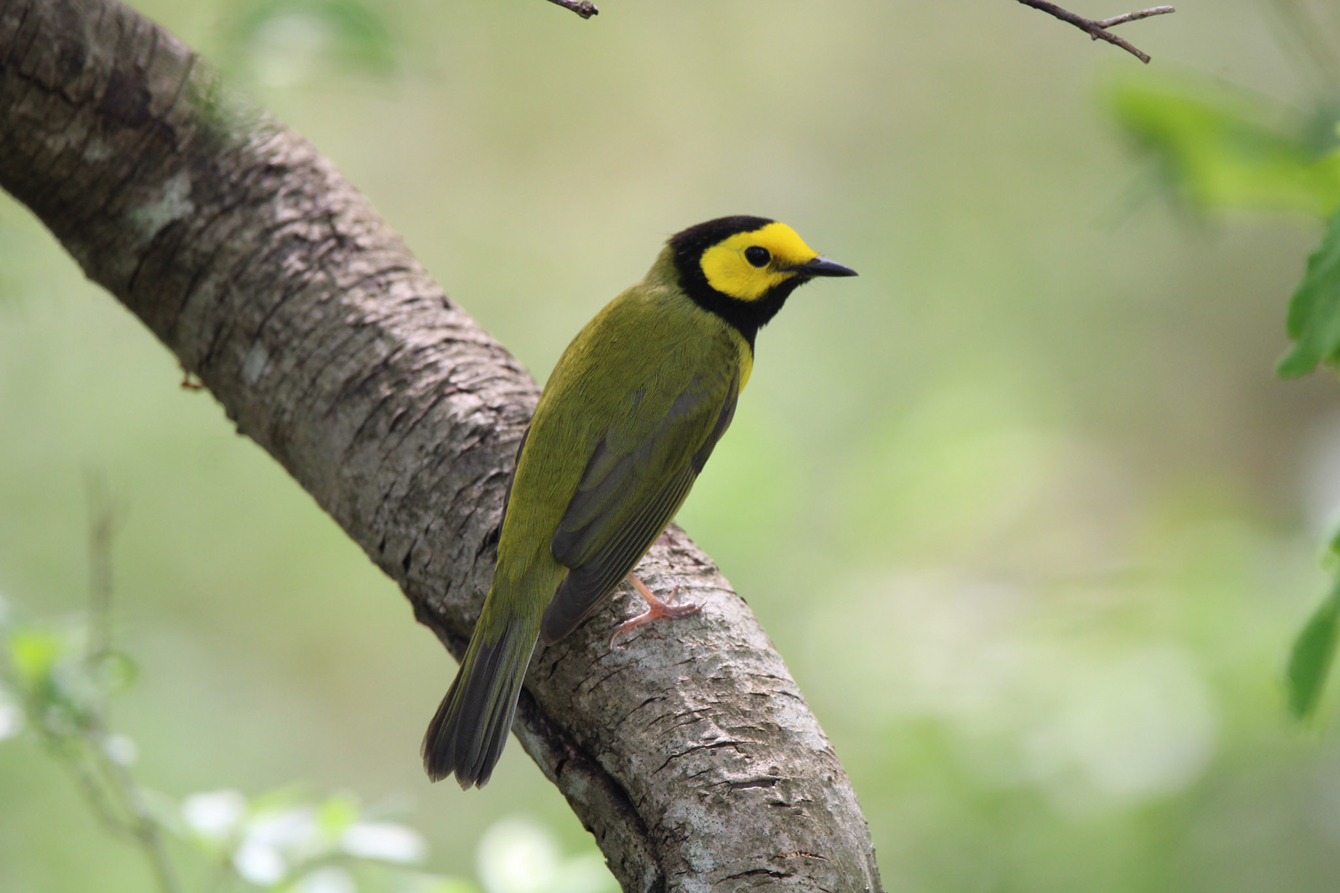 Hooded Warbler