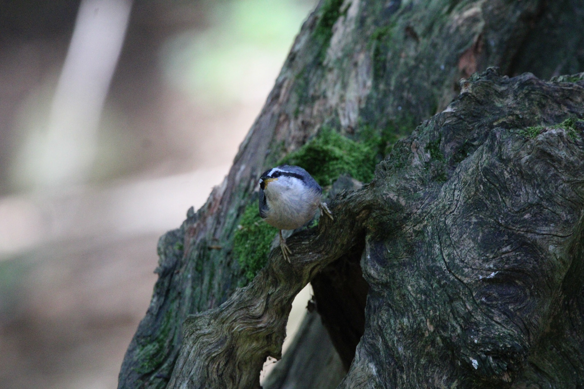 Red-breasted Nuthatch