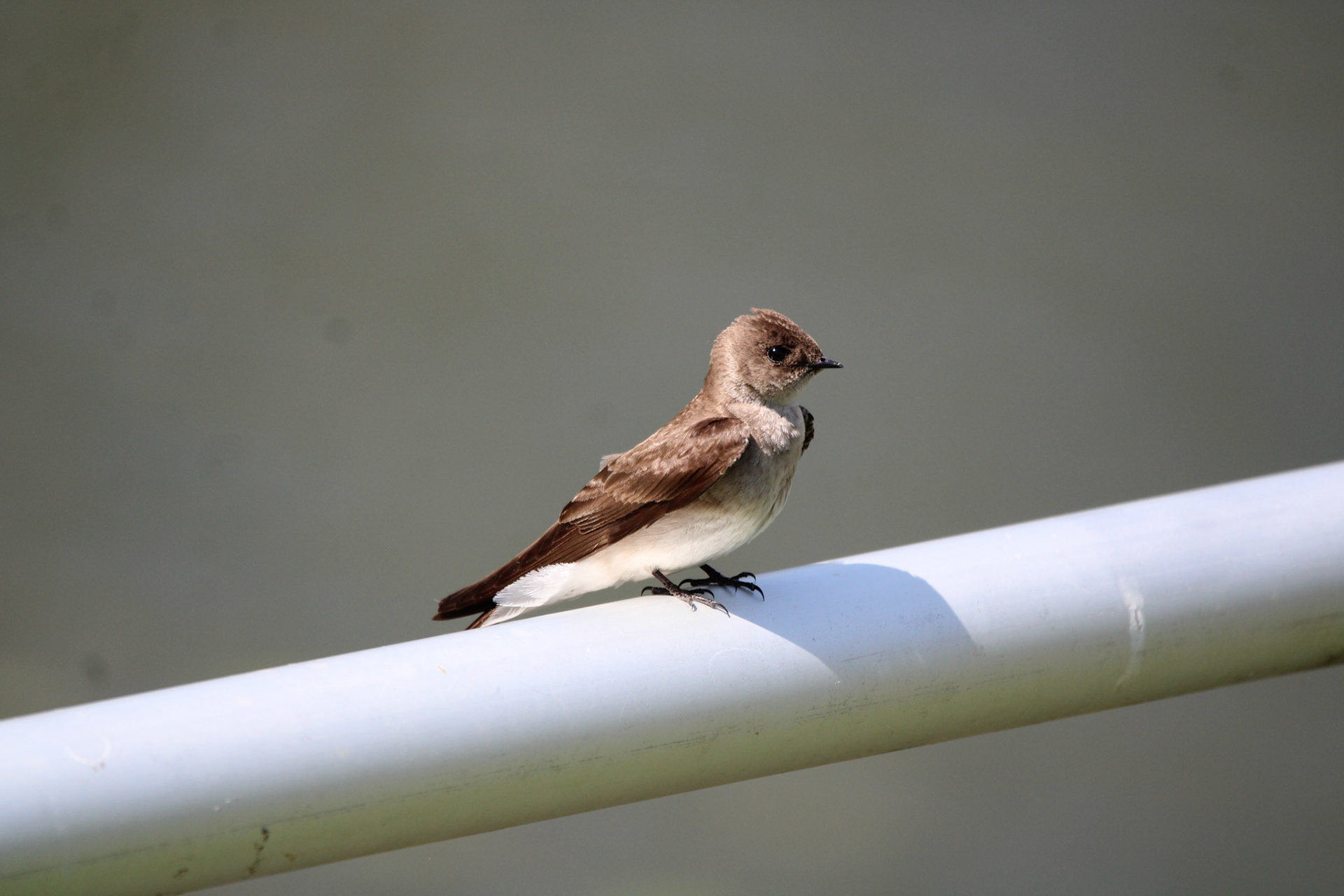 Rough-winged Swallow