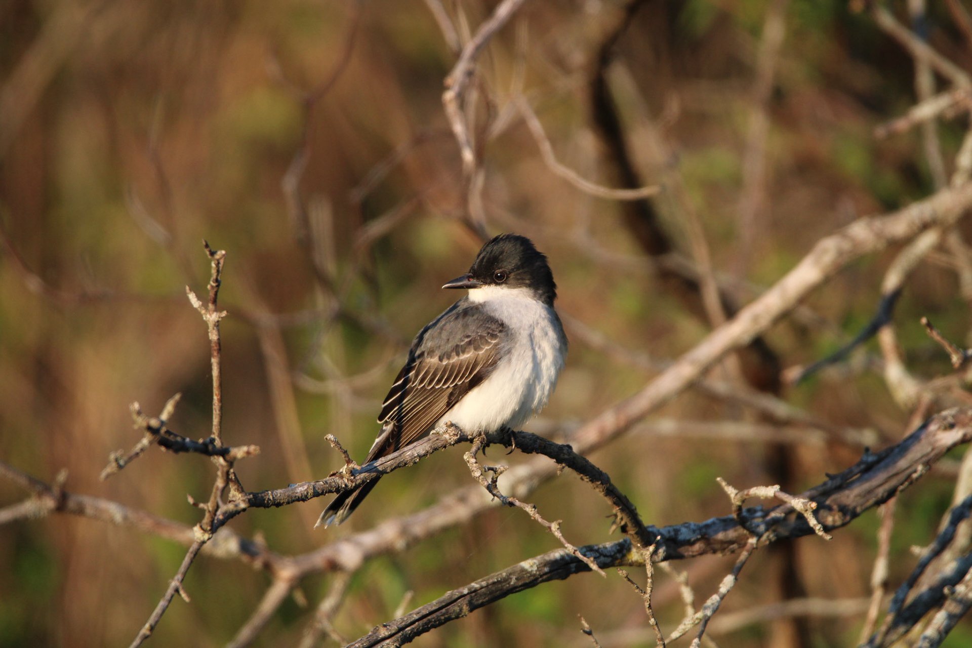 Eastern King Bird