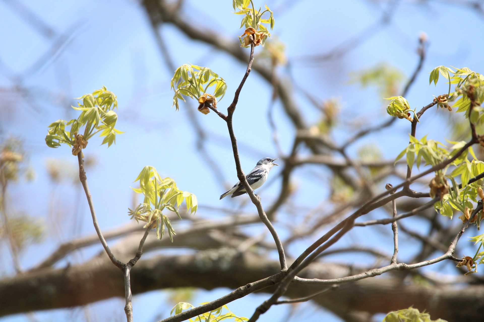 Cerulean Warbler