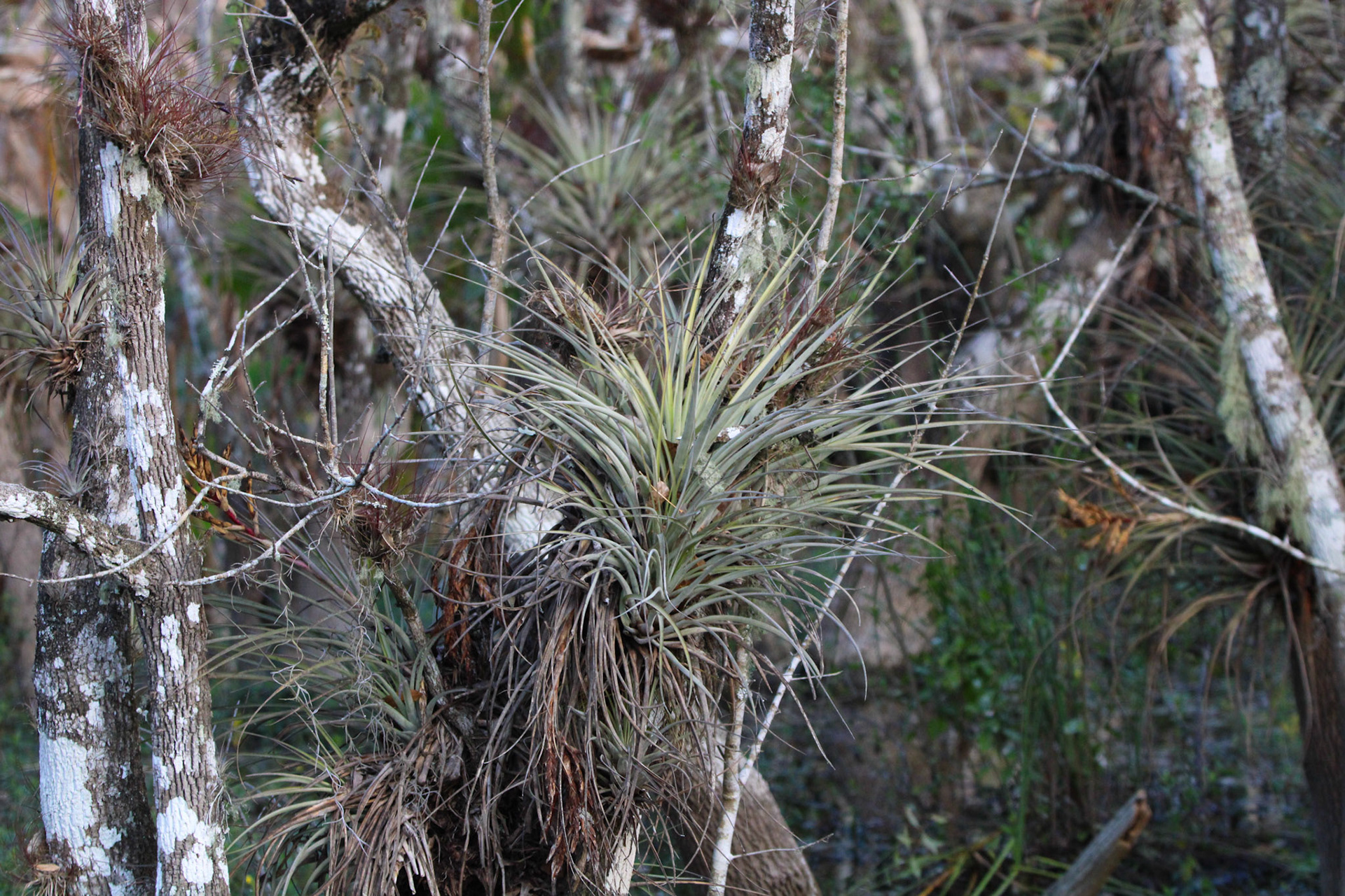 Air Plant