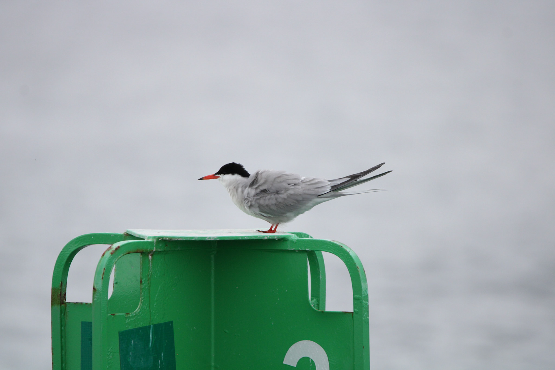 Common Tern