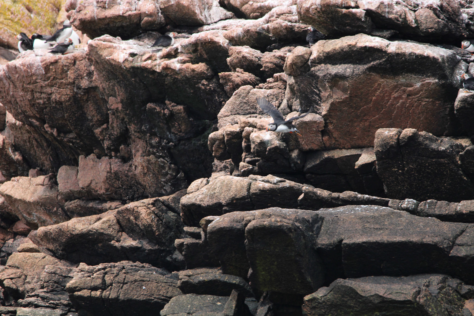 Atlantic Puffin