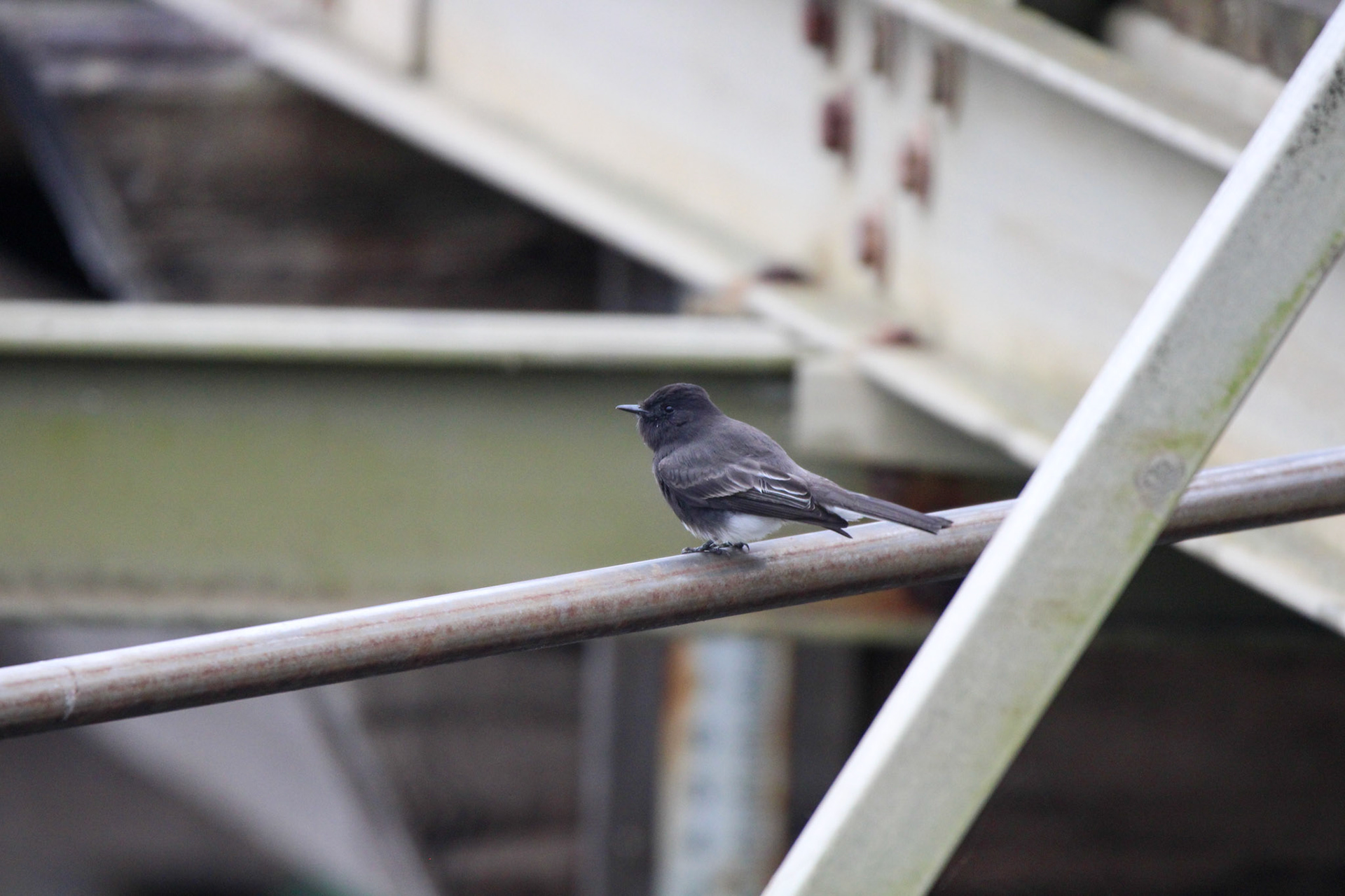 Black Phoebe - Rodeo Lagoon