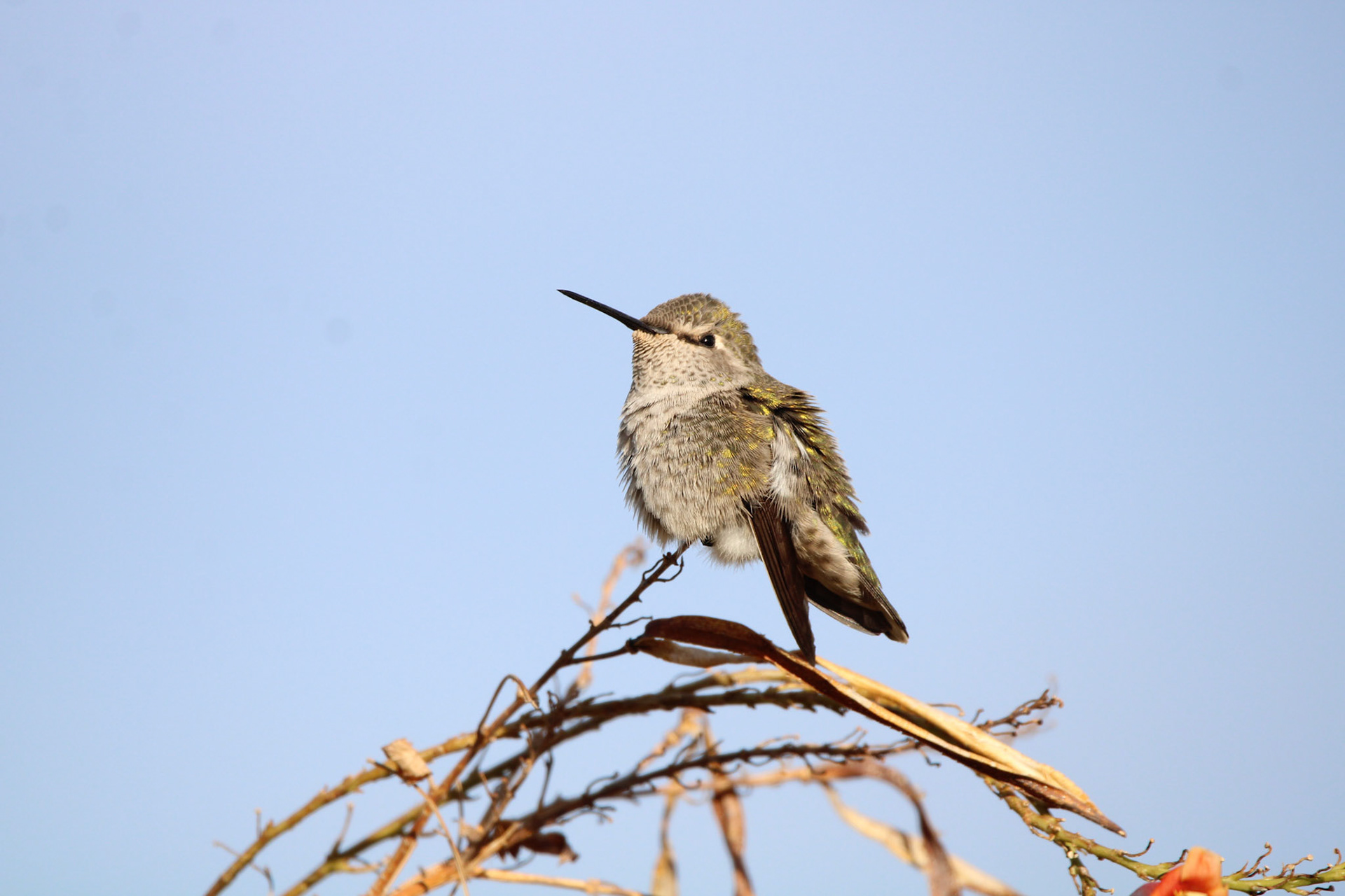 Anna's Hummingbird