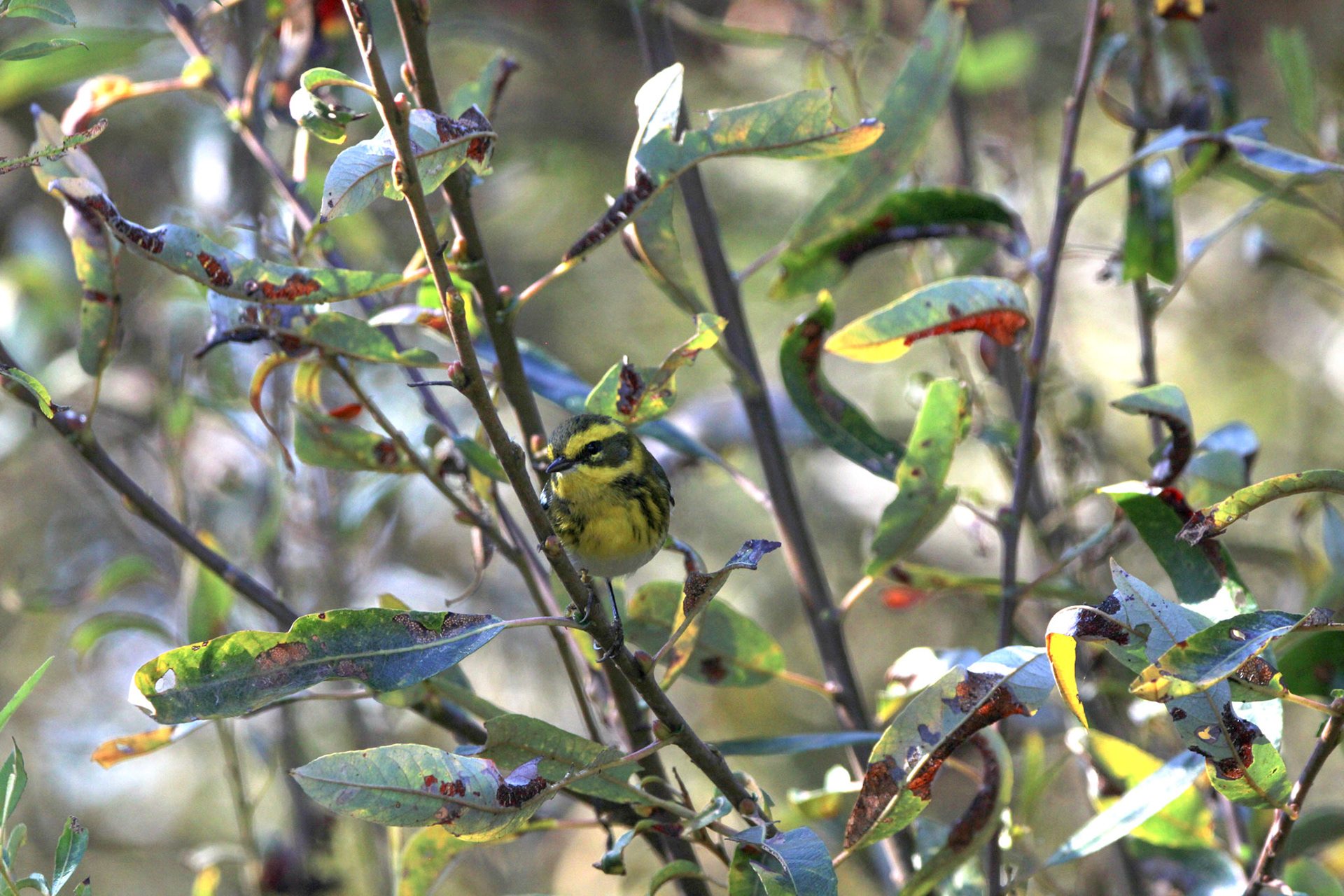 Townsend's Warbler - Laguna Grande Park