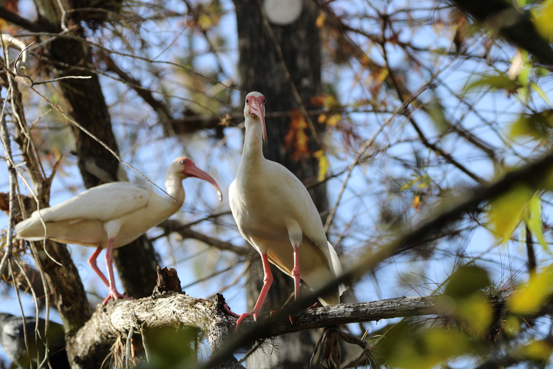 White Ibis
