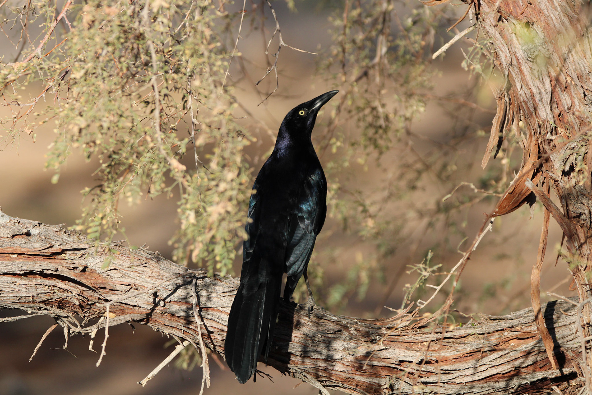 Great-tailed Grackle
