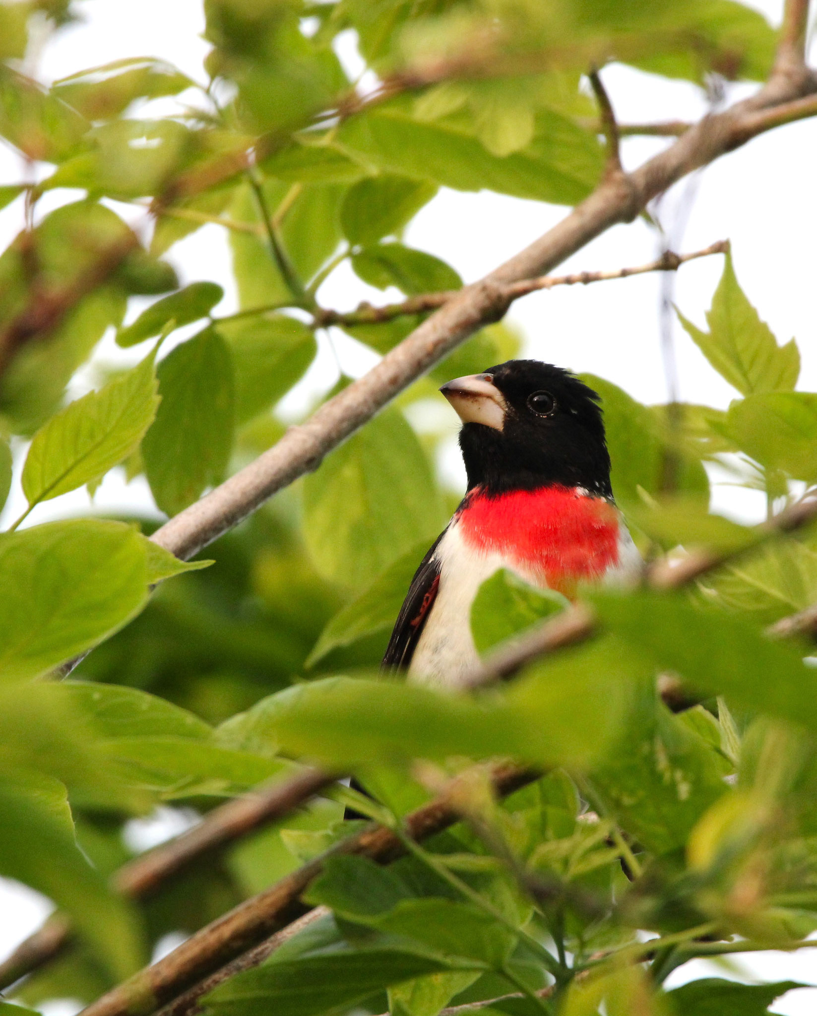 Rose-breasted Grosbeak