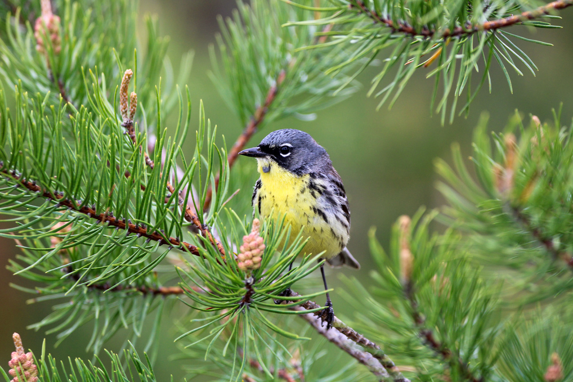 Kirtland's Warbler