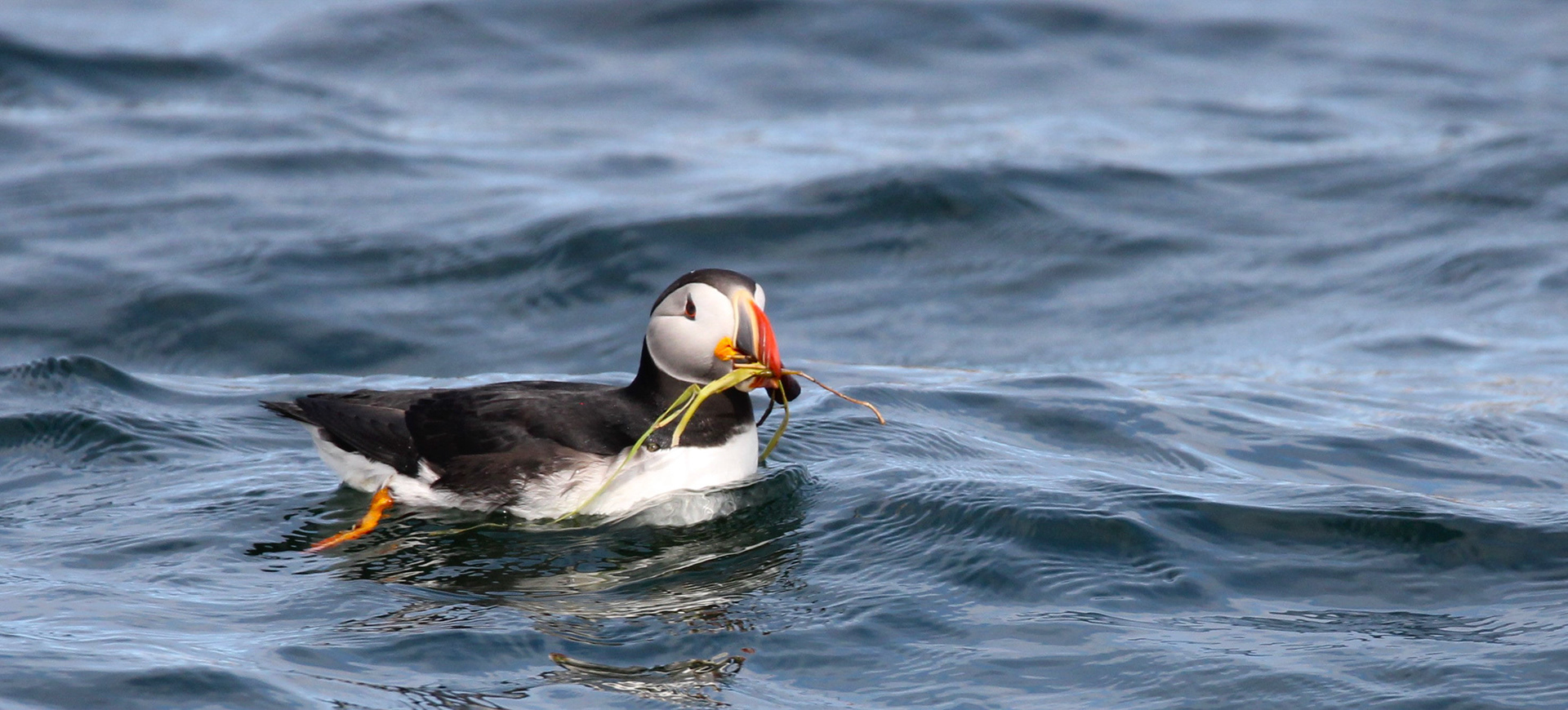 Atlantic Puffin