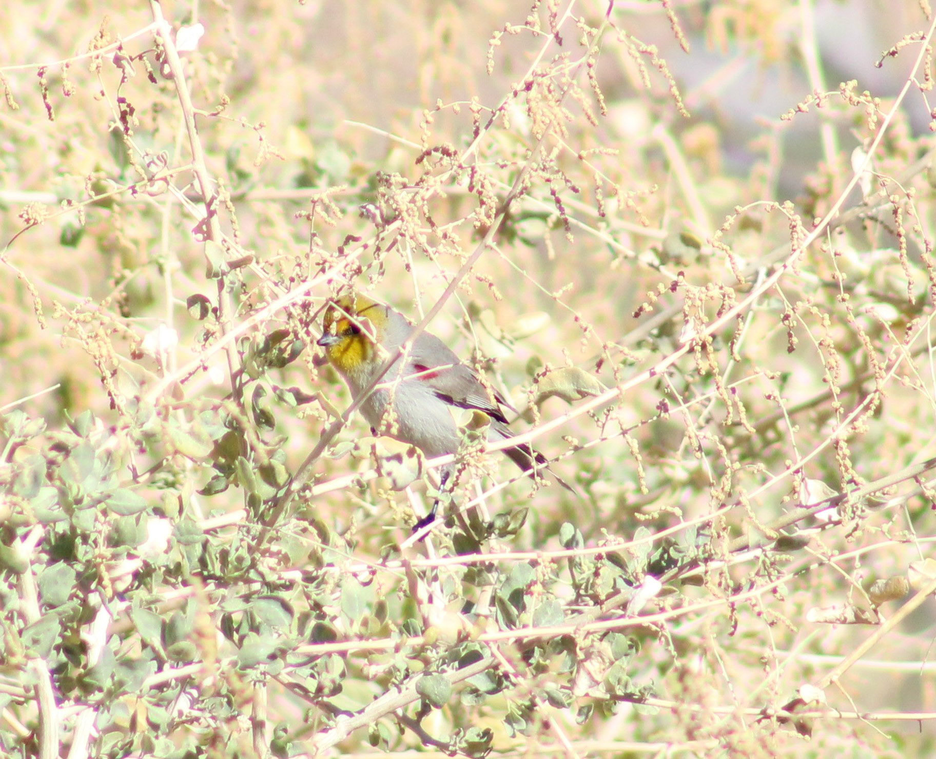 Verdin