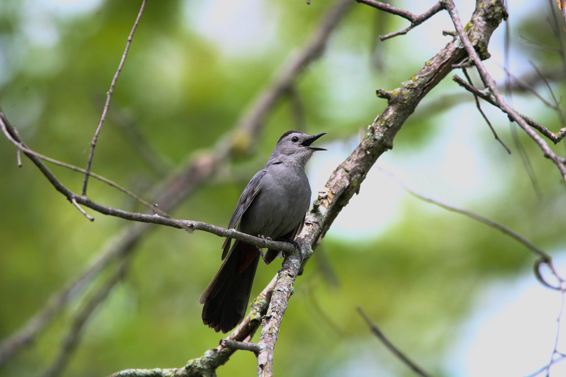 Gray Catbird