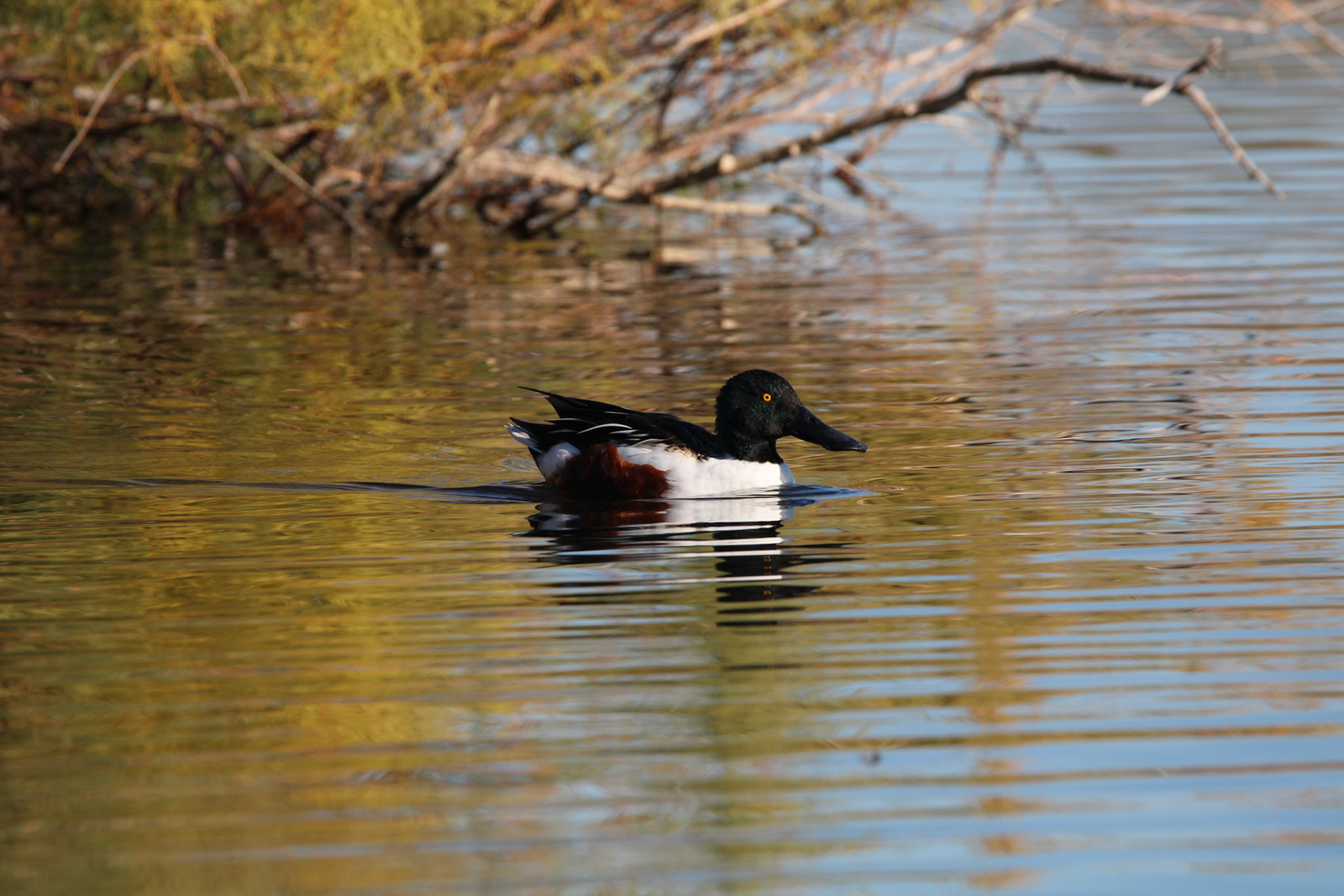 Northern Shoveler
