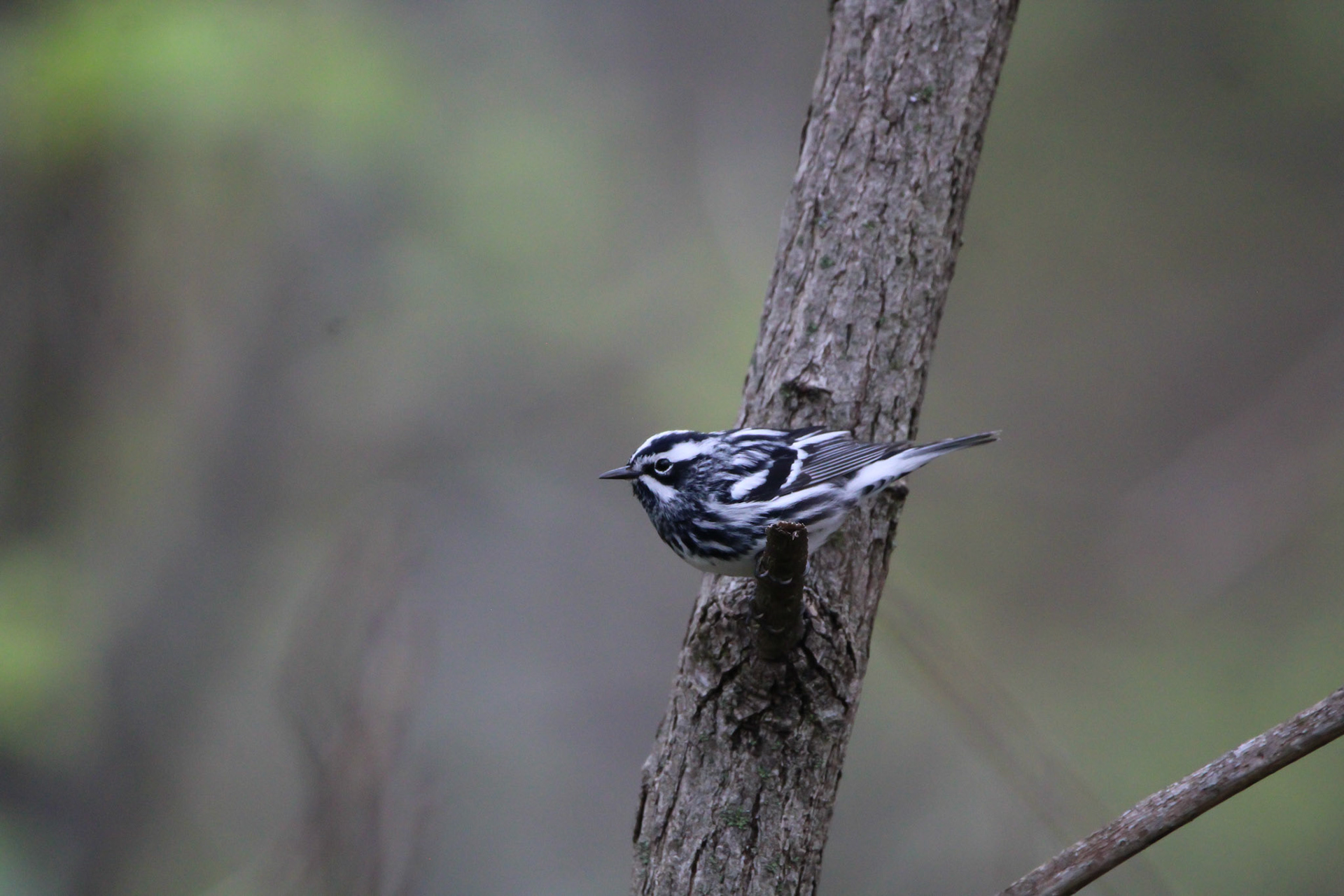 Black-and-white Warbler