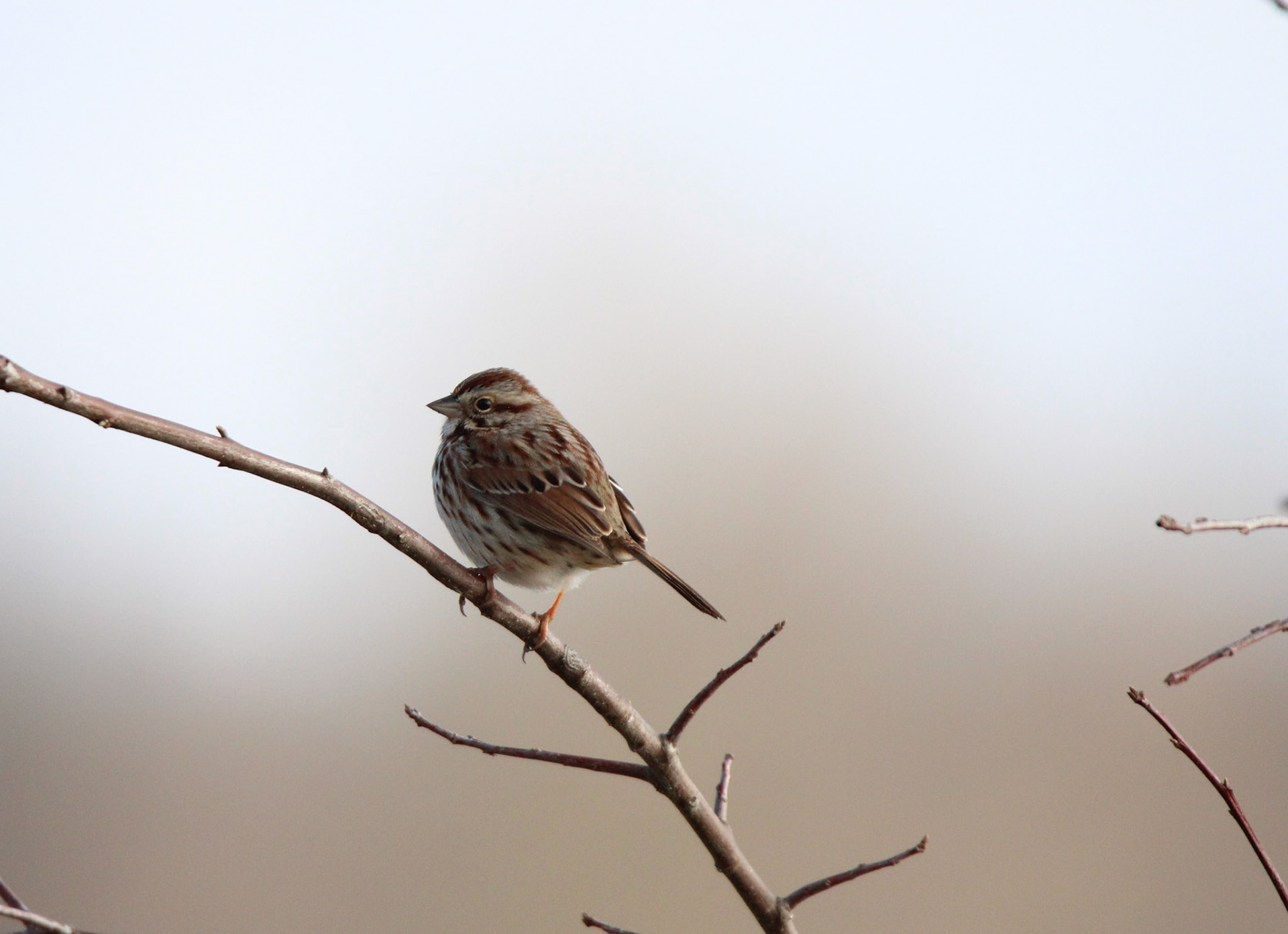 Song Sparrow