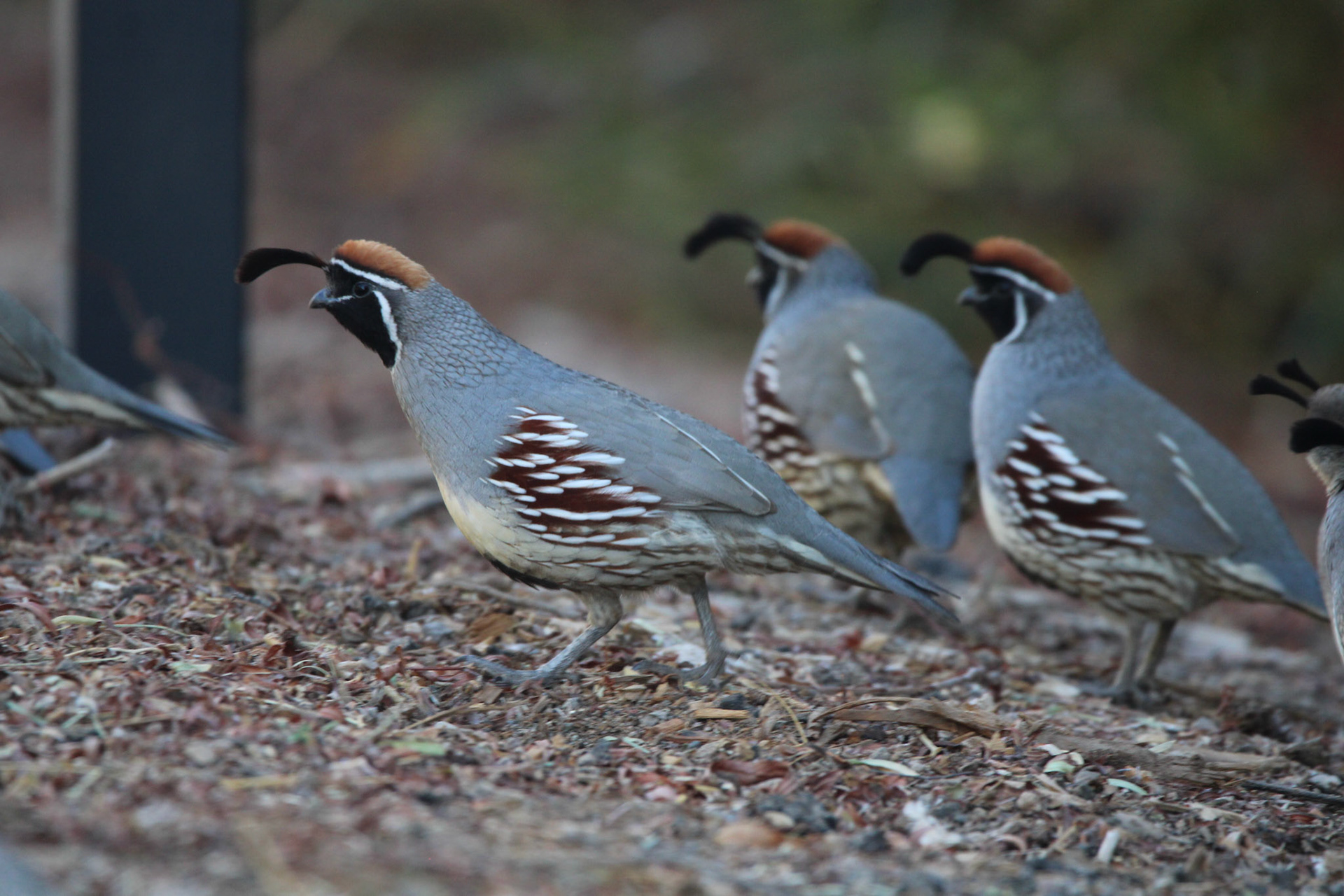 Gambel's Quail