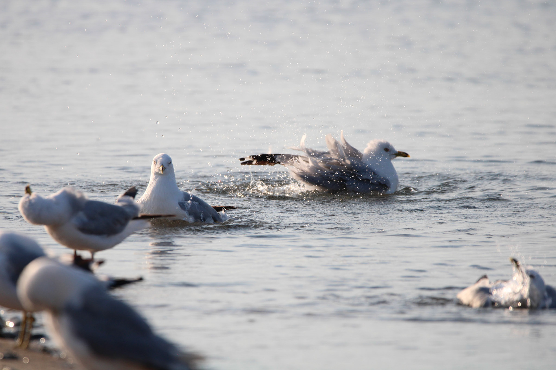 Ring-billed Gull