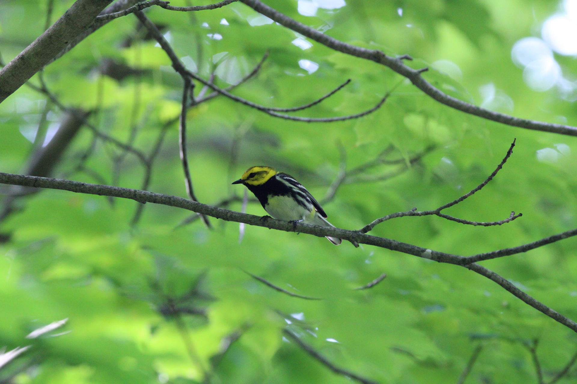 Black-throated Green Warbler