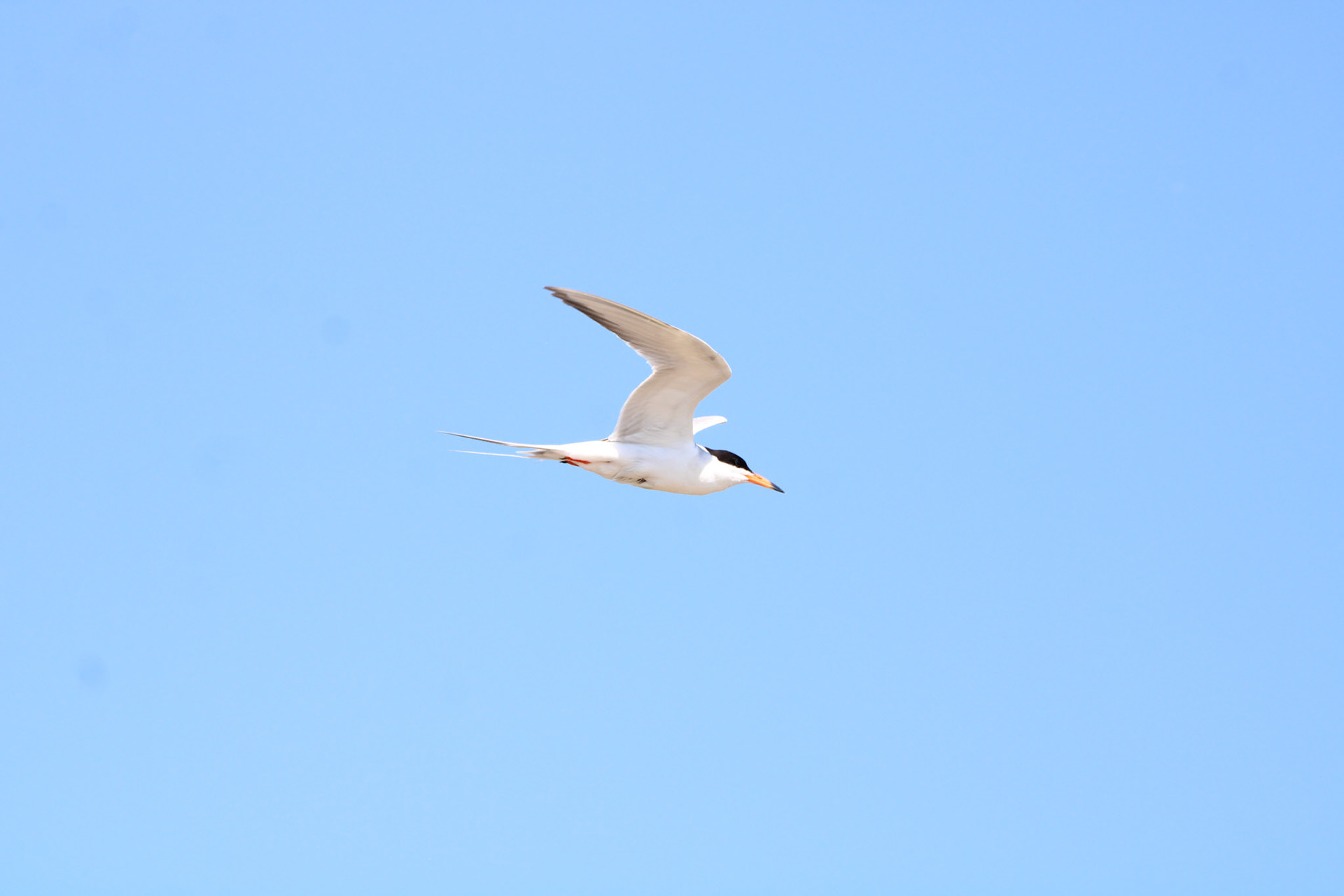 Common Tern