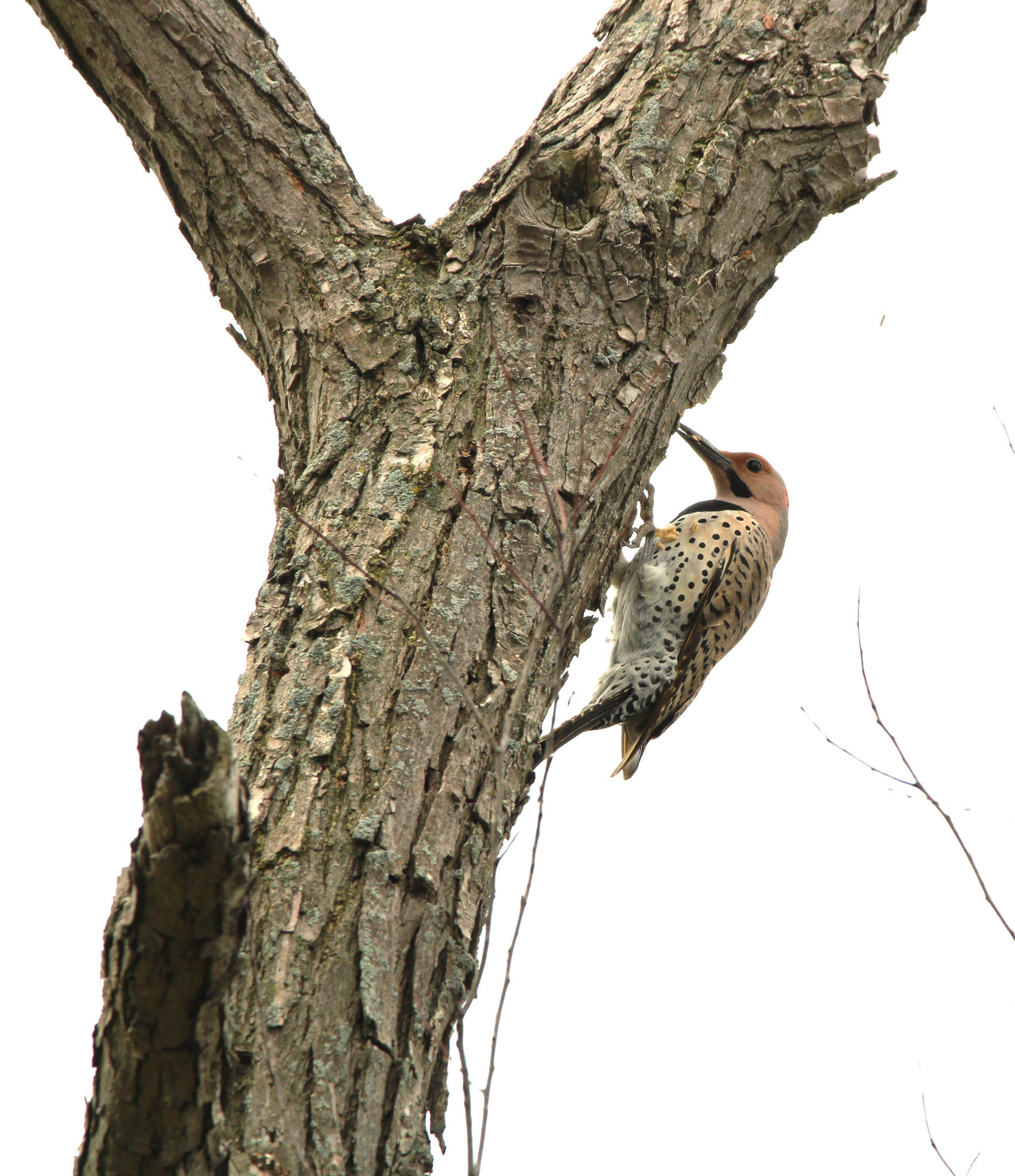Northern Flicker