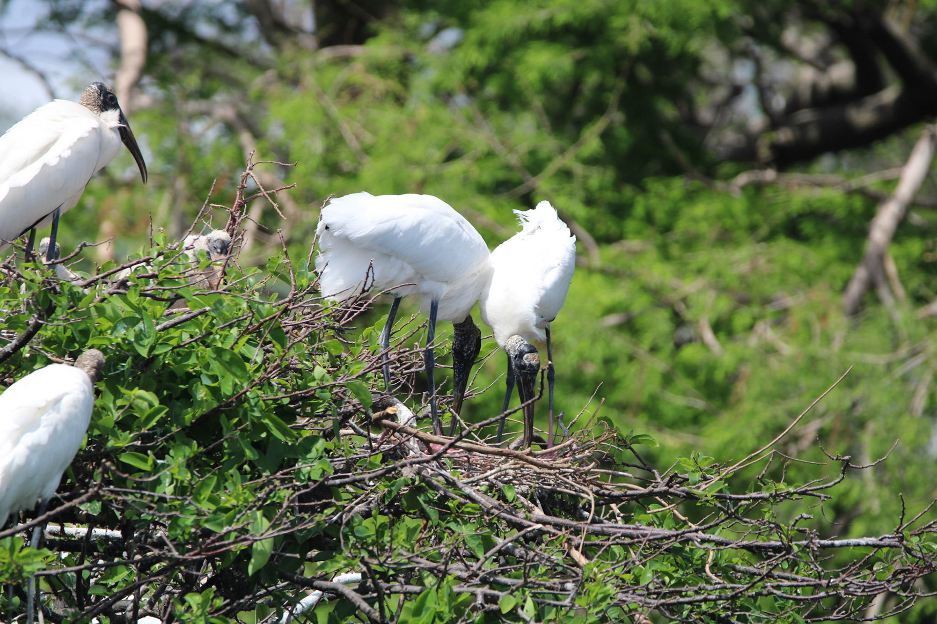 Wood Stork - Wakodahatchee Wetlands