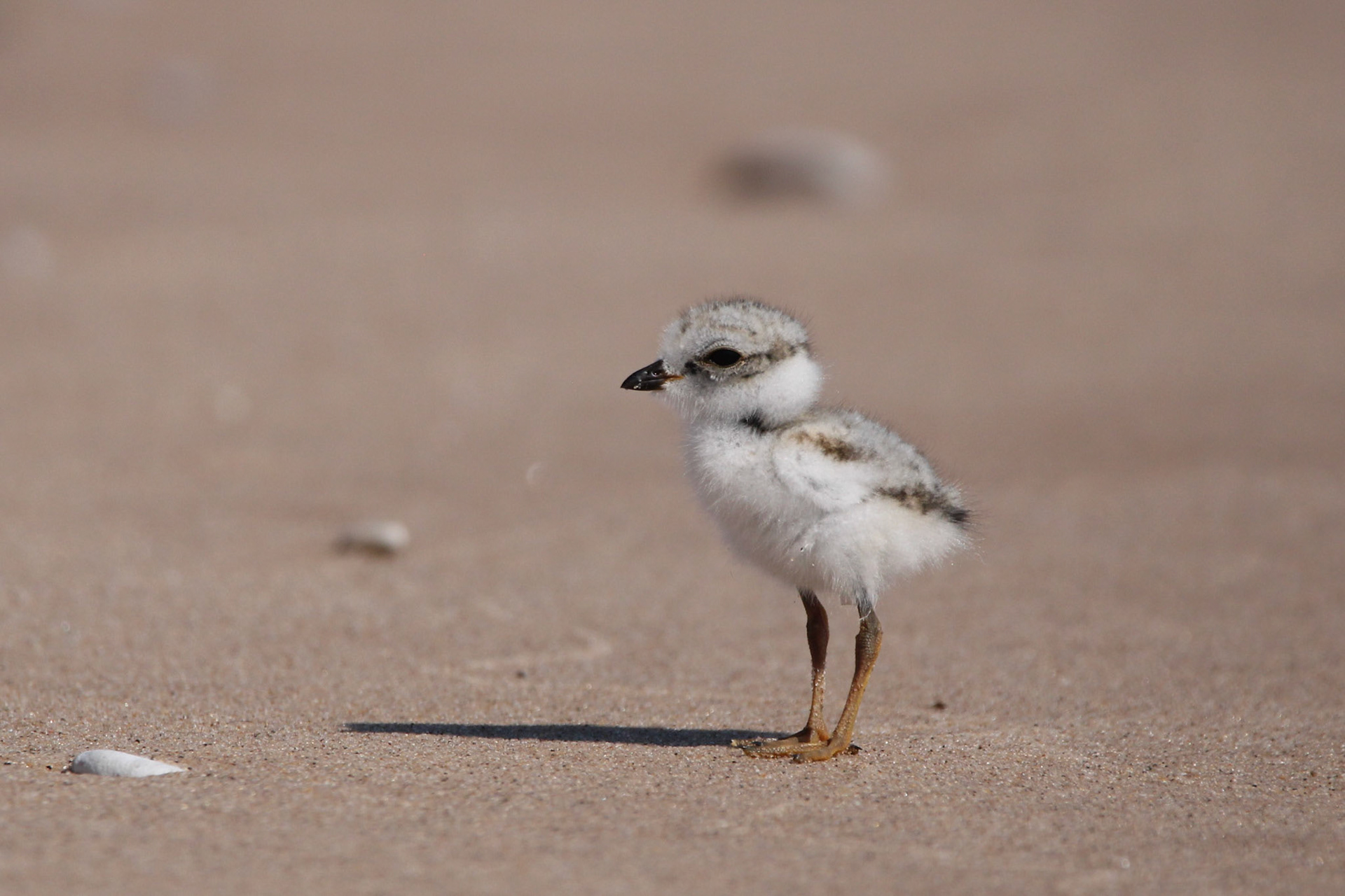 Piping Plover