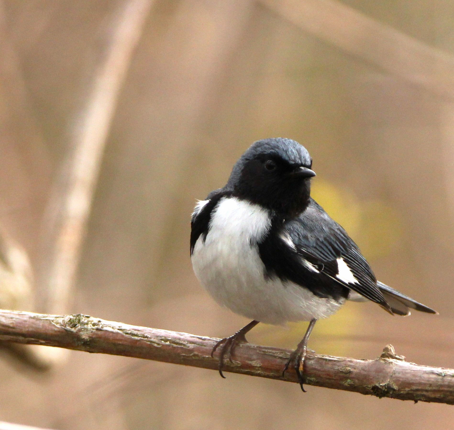 Black-throated Blue Warbler