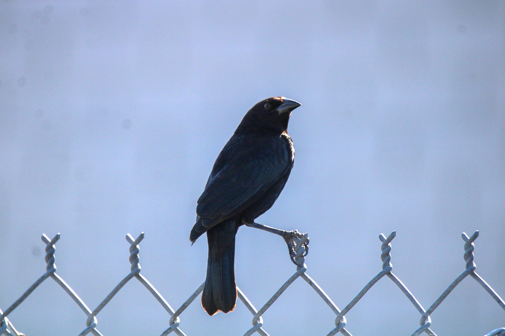Bronzed Cowbird