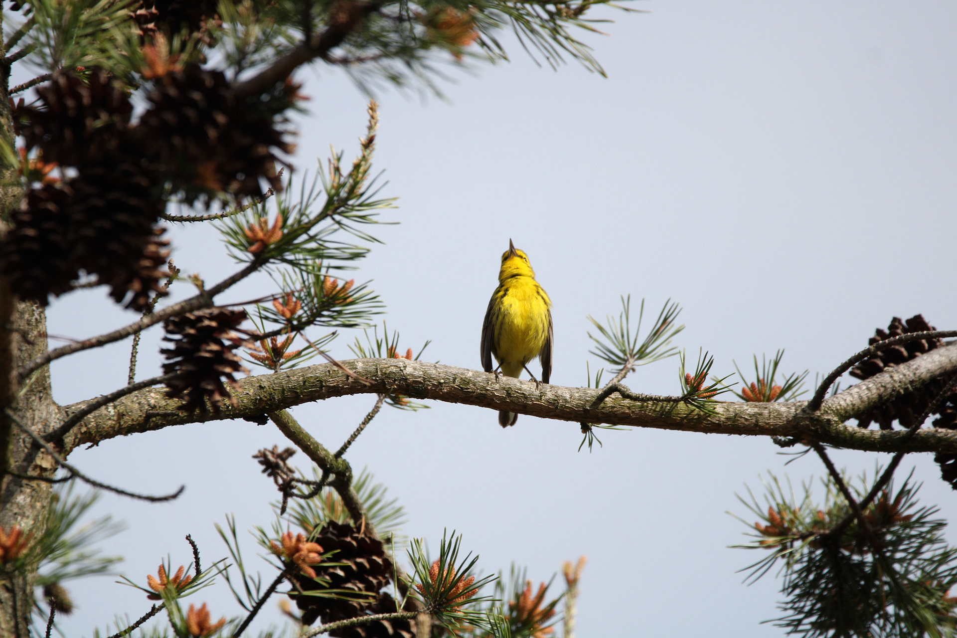 Prairie Warbler