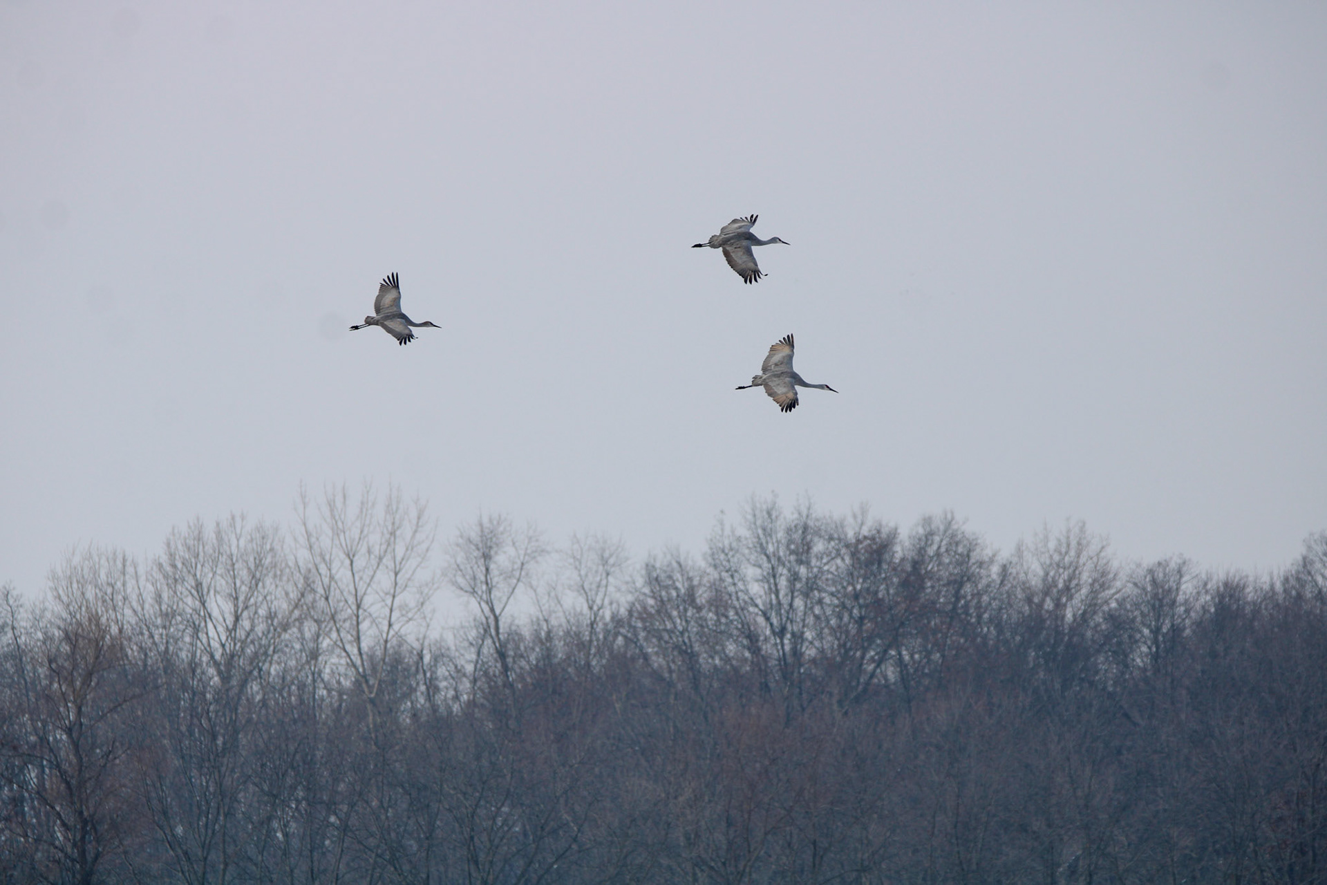Sandhill Cranes