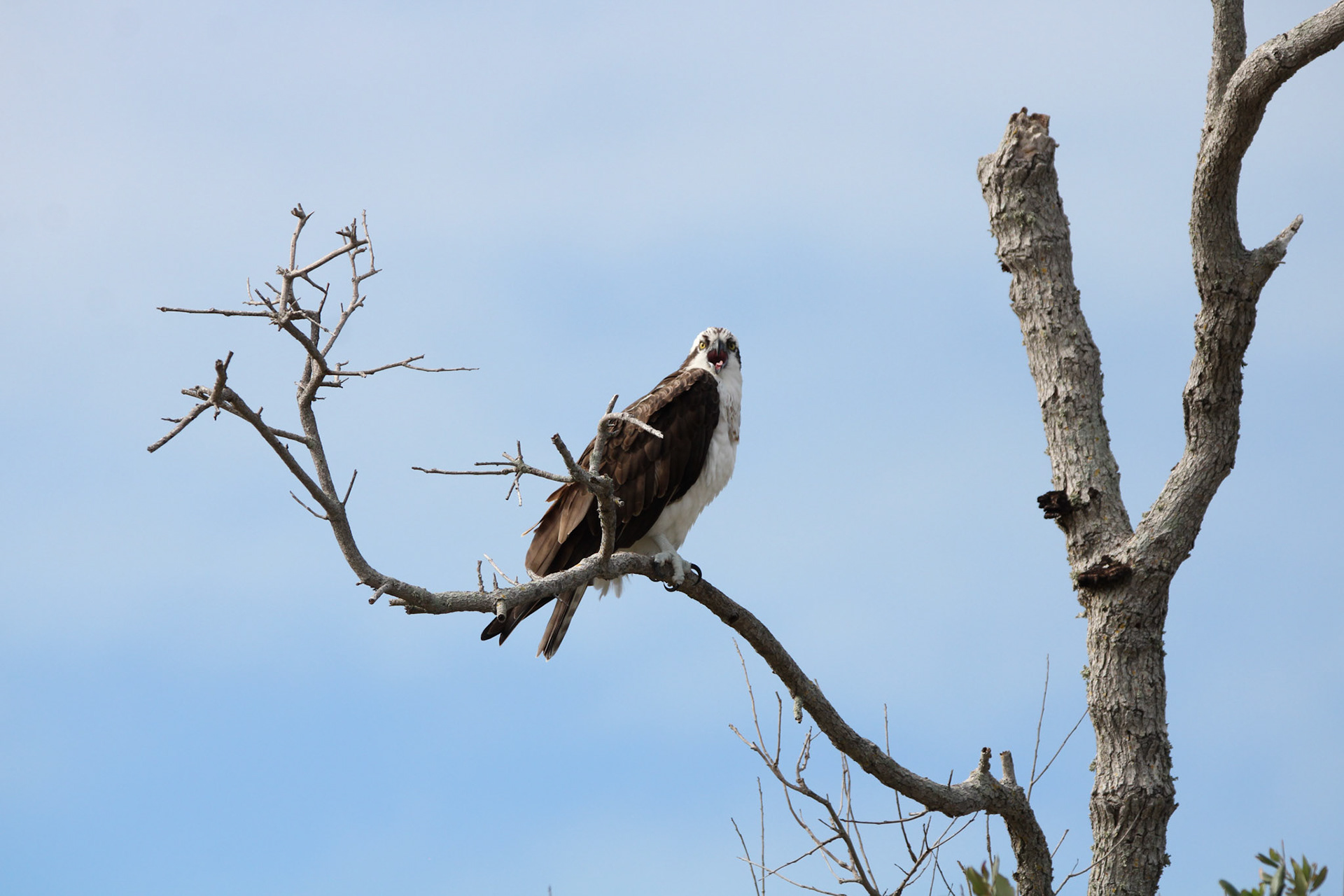 Osprey