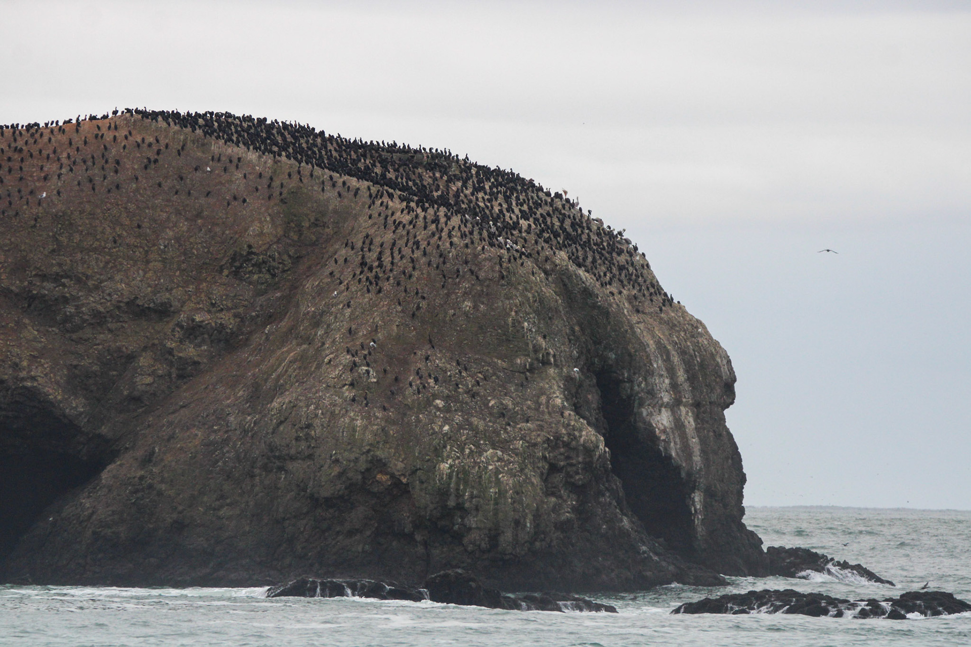 Brandt's Cormorant - Rodeo Beach