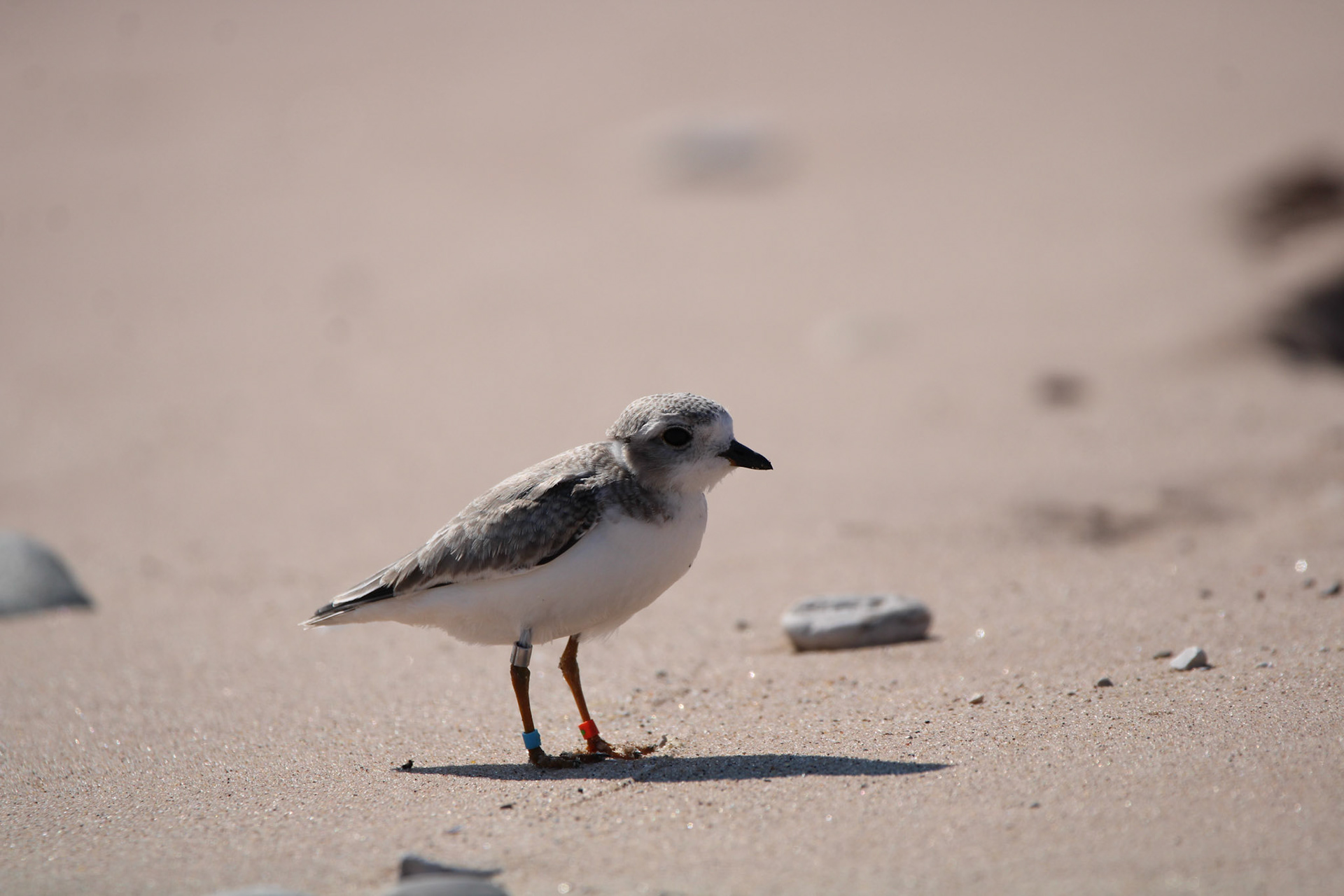Piping Plover