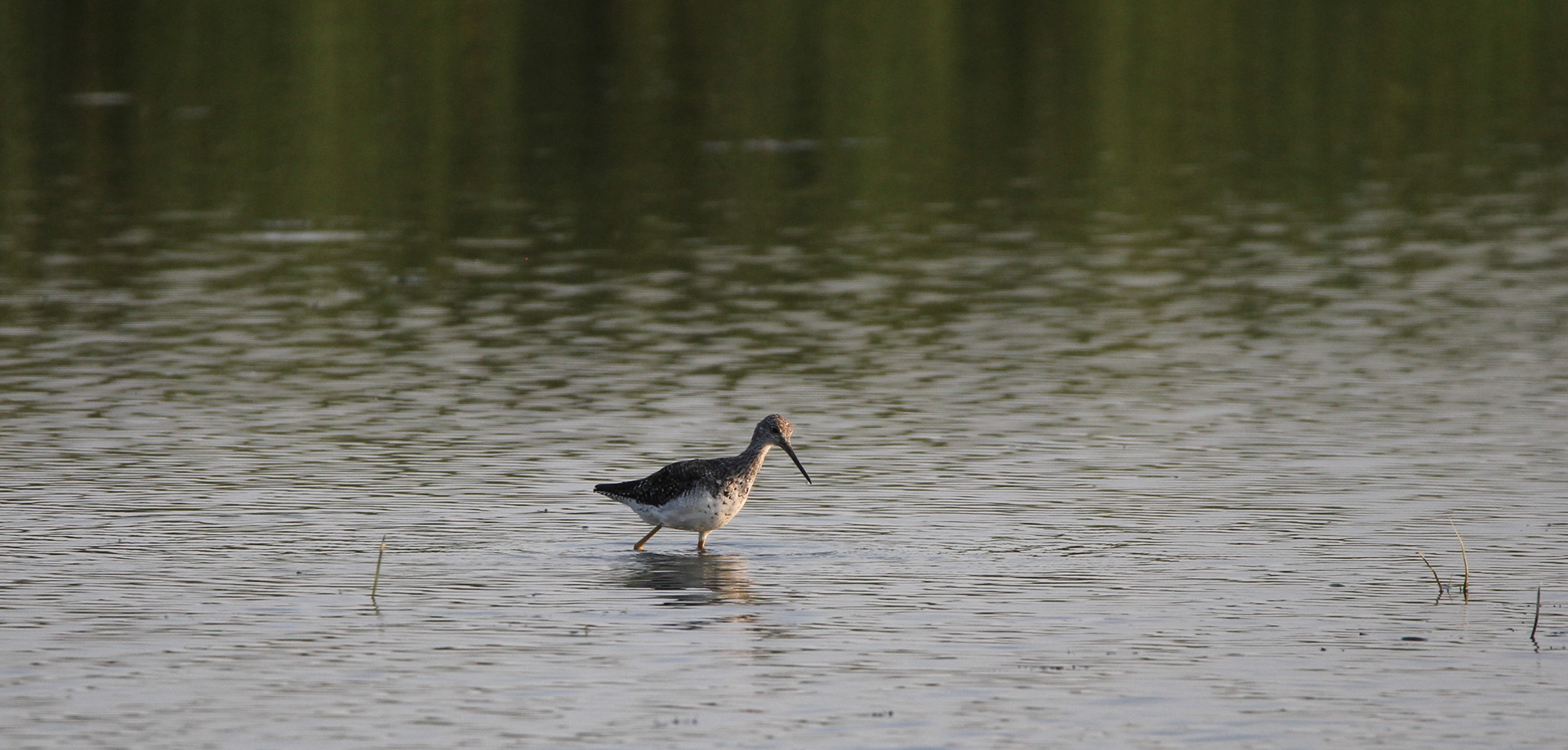 Greater Yellowlegs