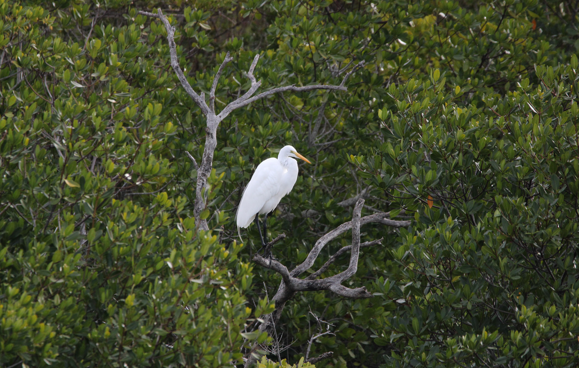 Great Egret