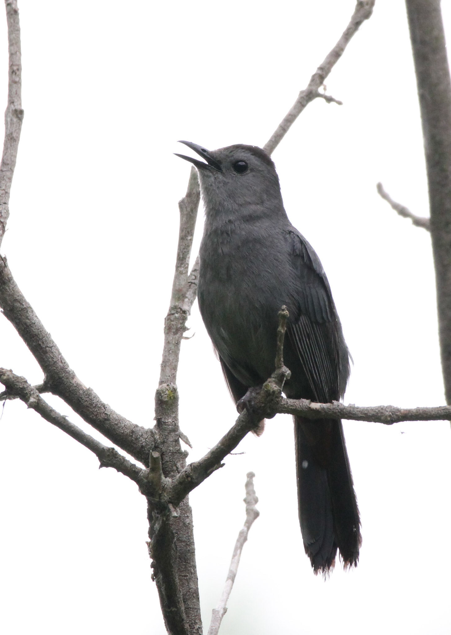 Gray Catbird