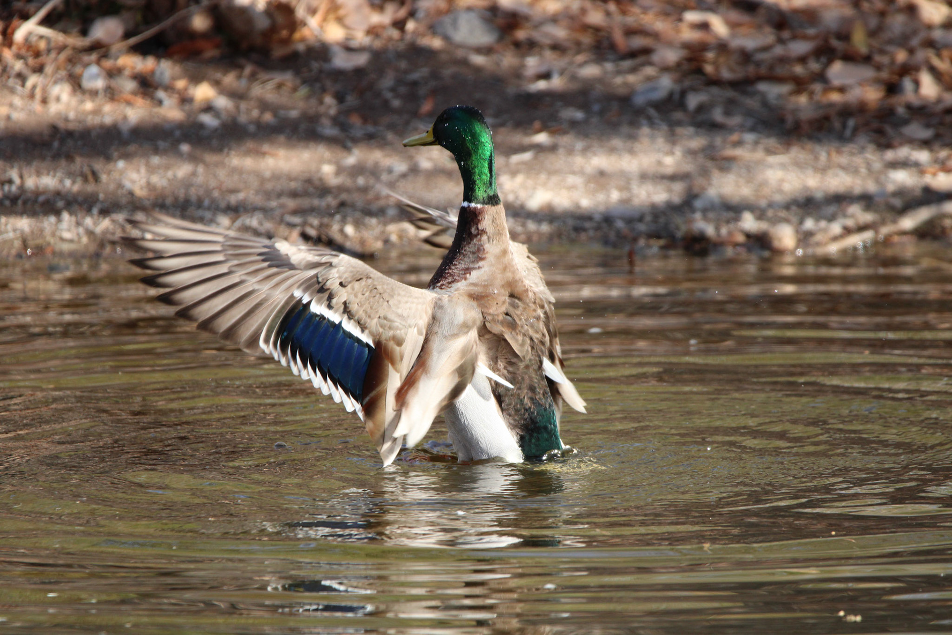 Mallard 