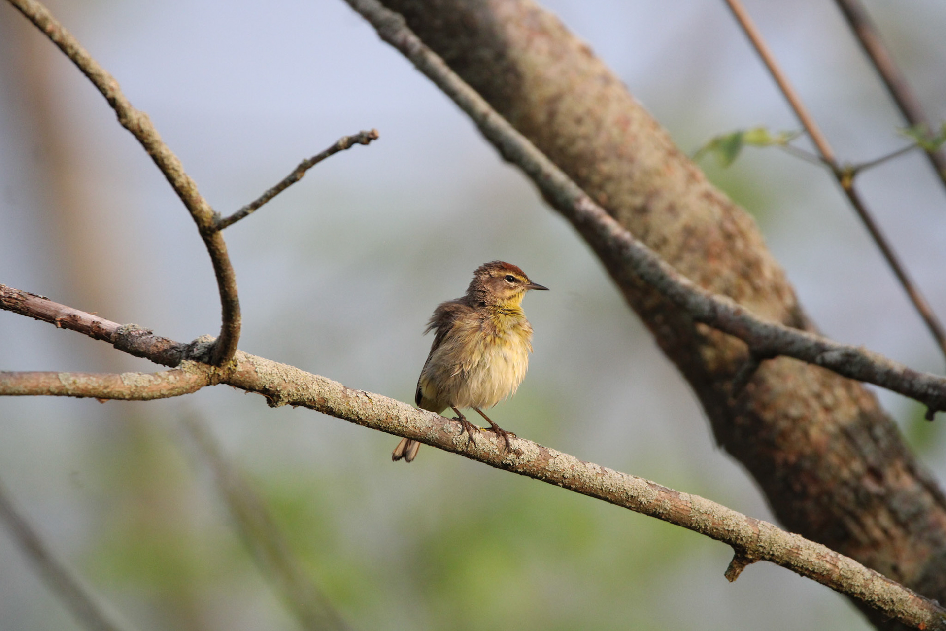 Palm Warbler