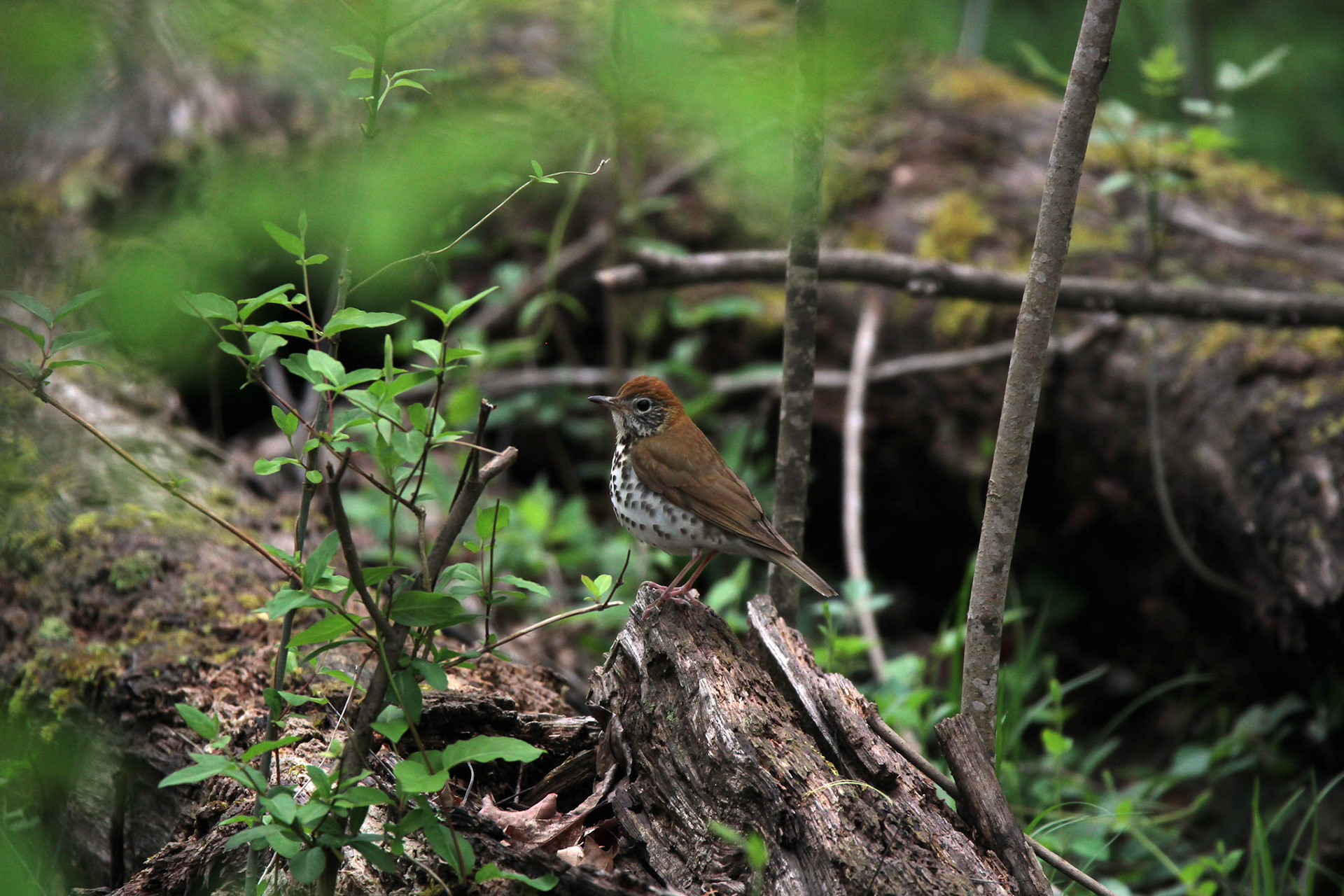 Wood Thrush