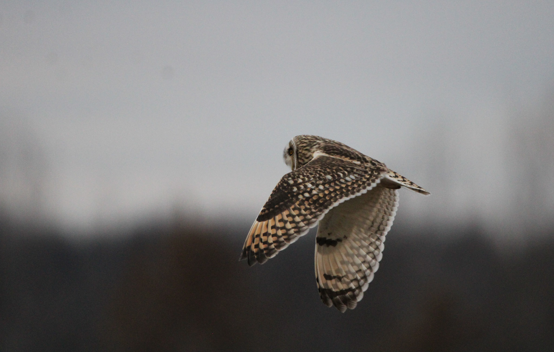 Short-eared Owl