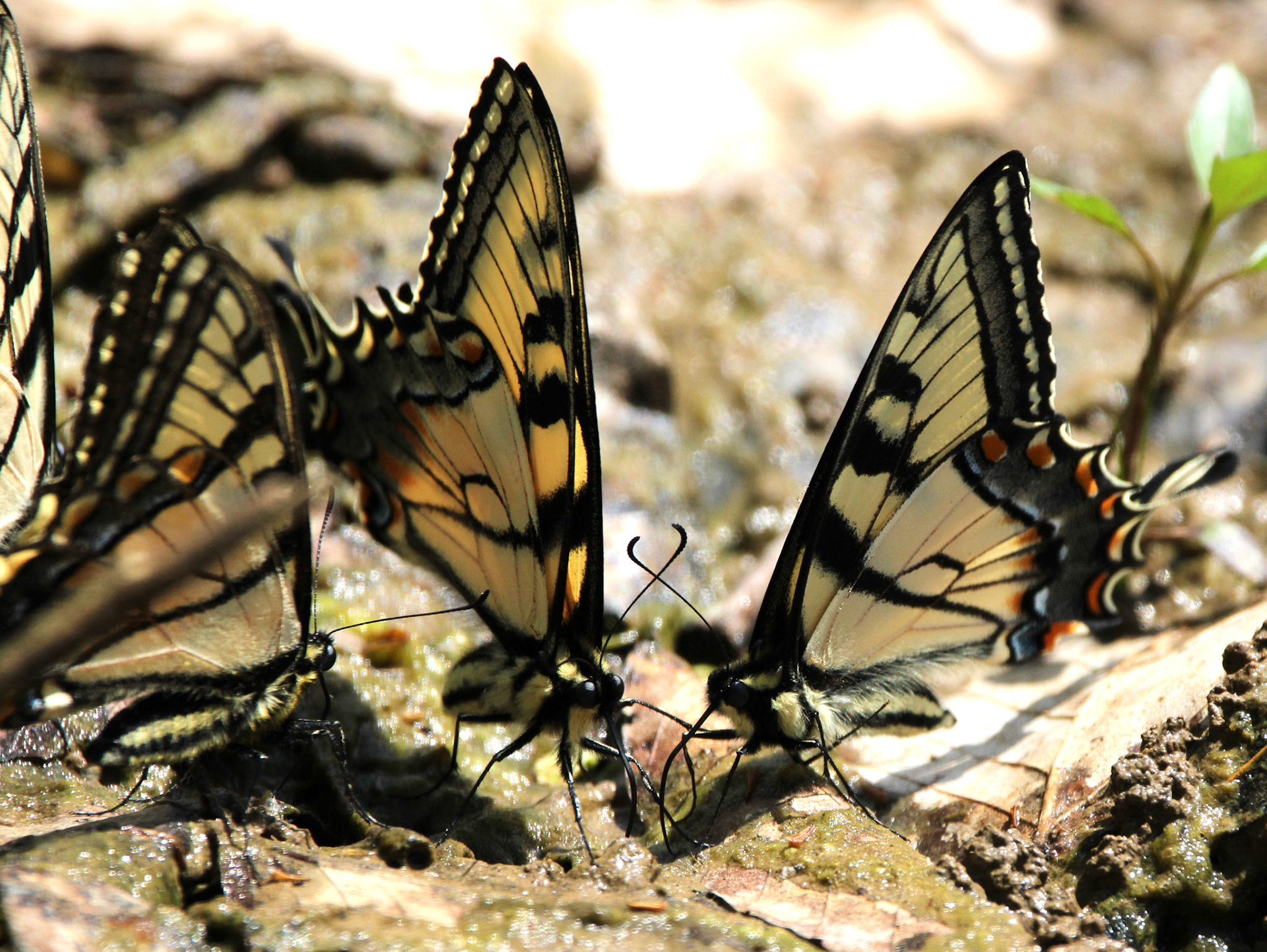 Eastern Tiger Swallowtail Butterfly
