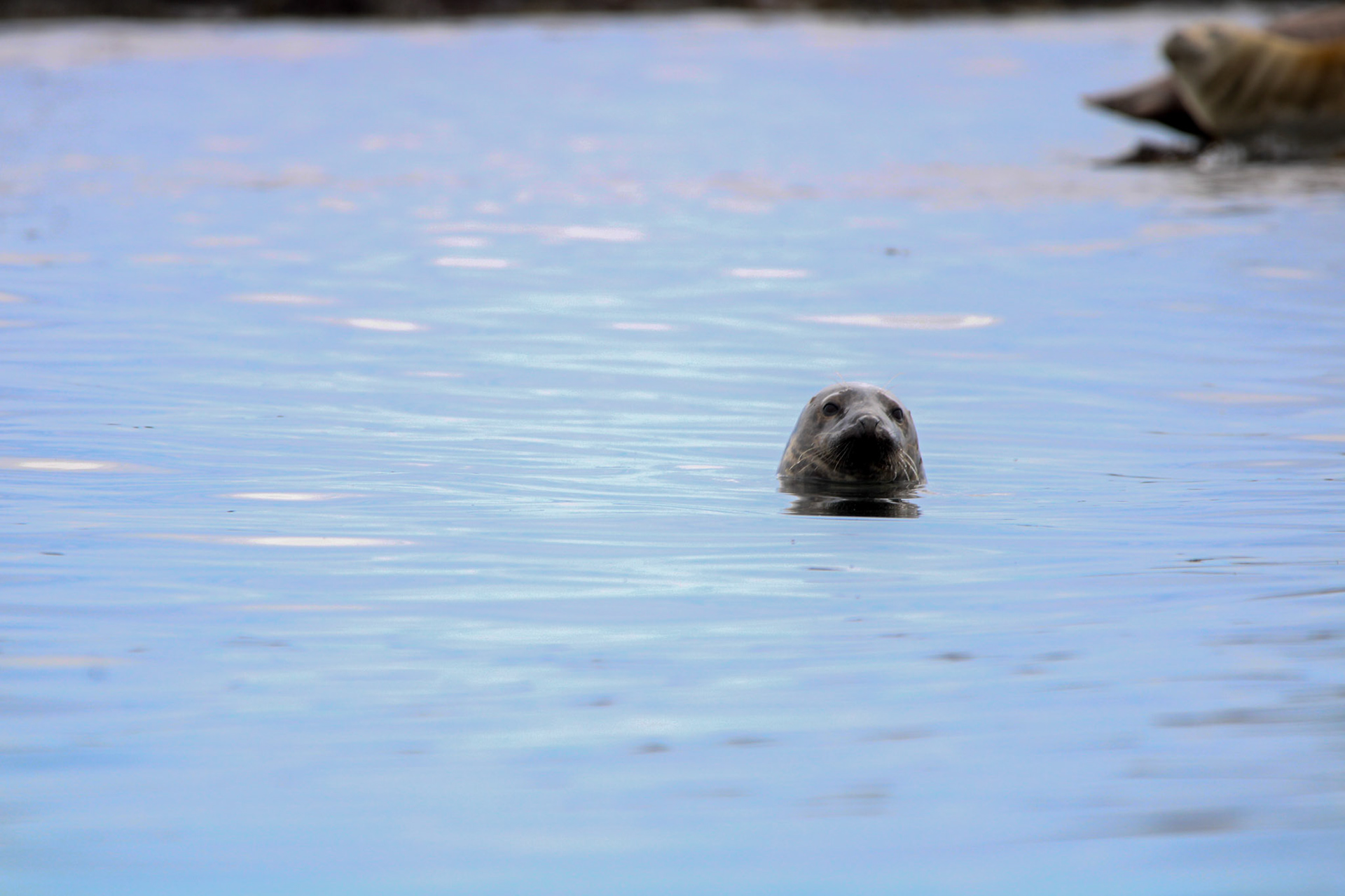 Harbor Seal
