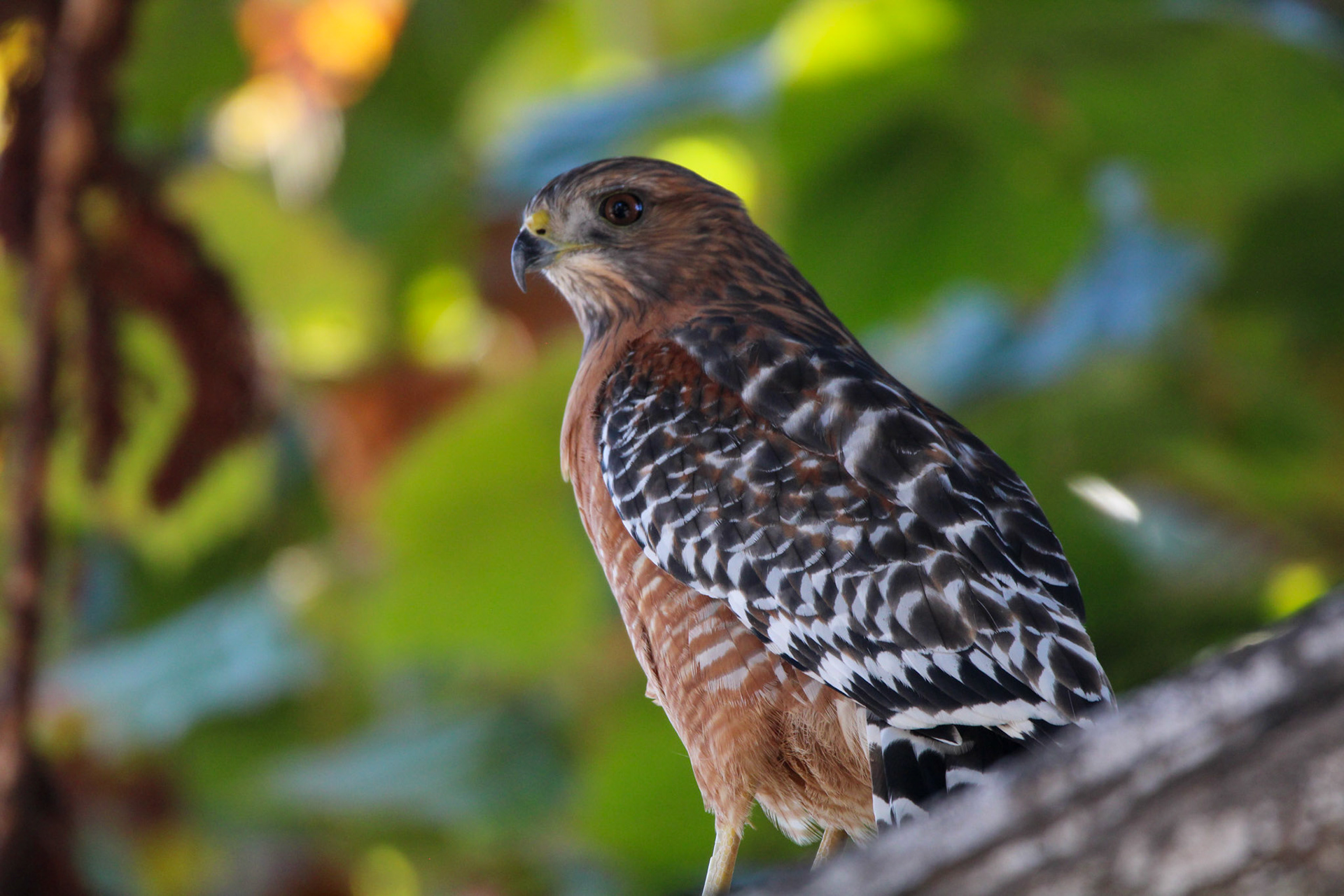 Red-shouldered Hawk - Laguna Grande Park