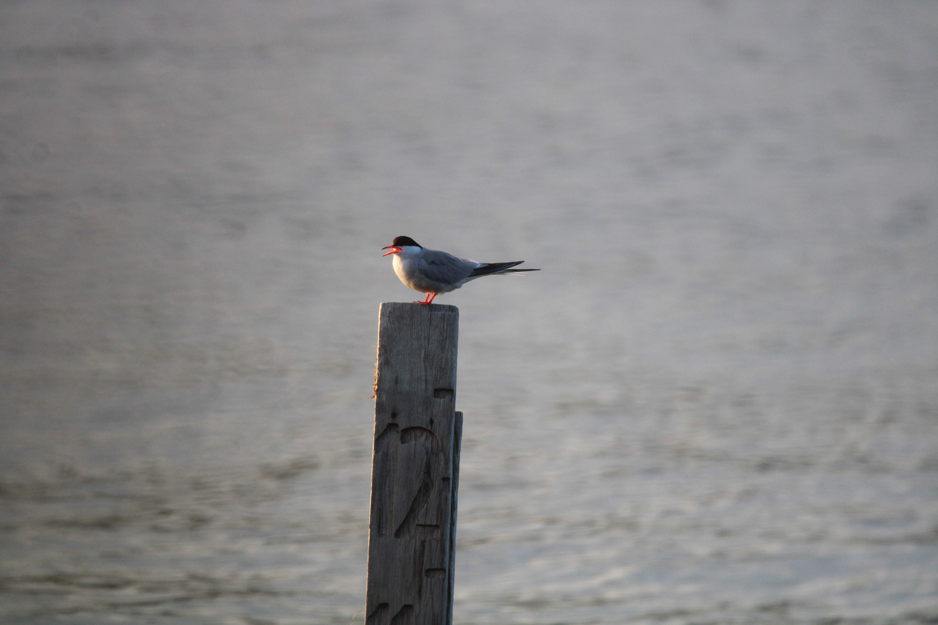 Common Tern by Ryan