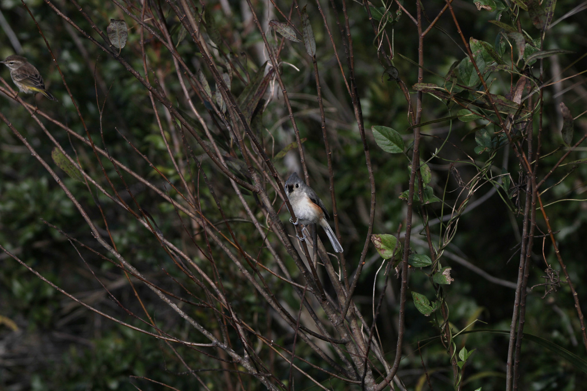 Tufted Titmouse